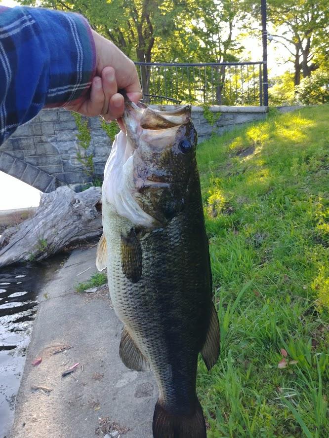 Fished with my new KVD splash popper all day long, and finally managed