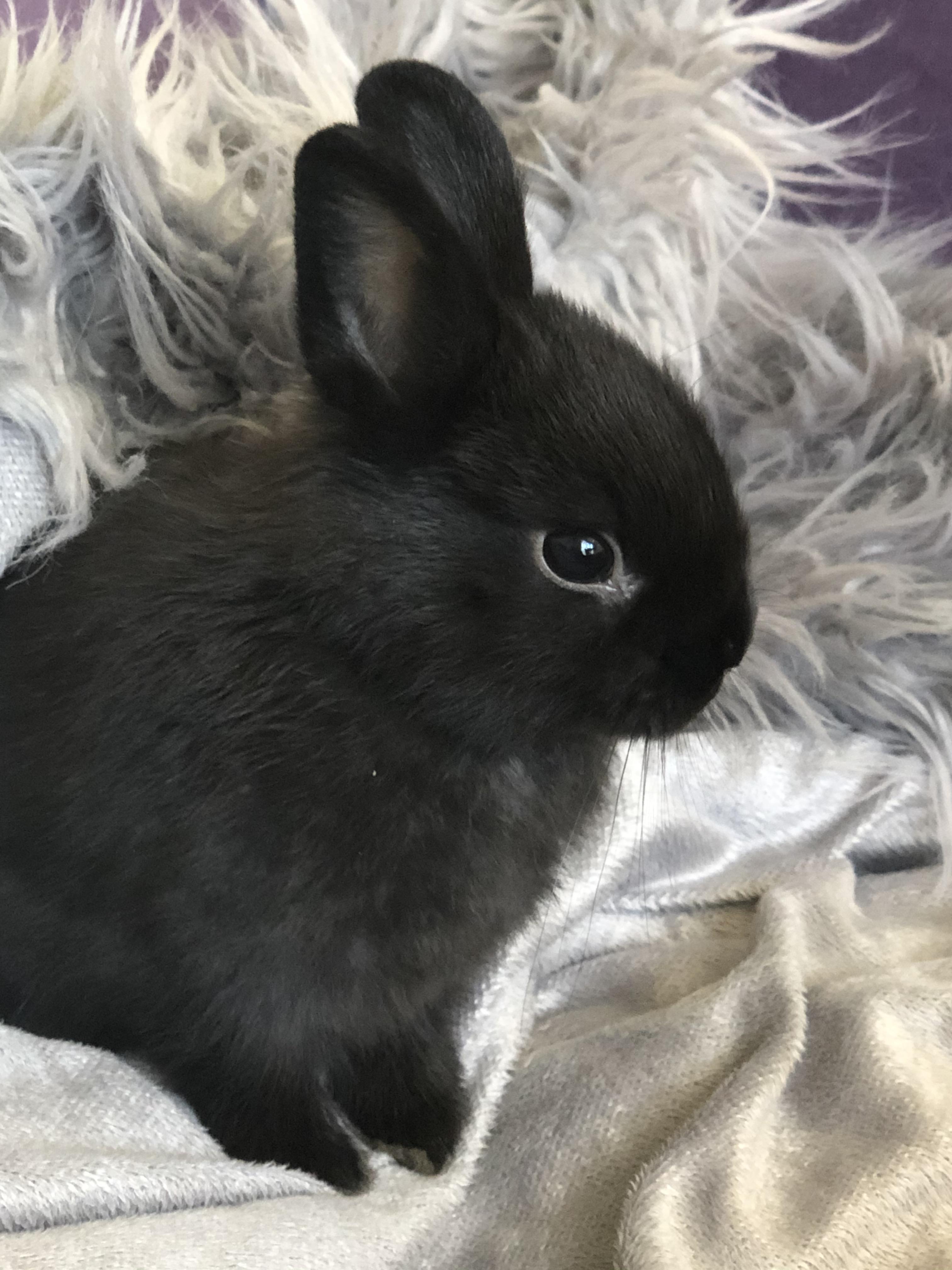 Our new little black bunny. Not sure of his name yet. r/Rabbits