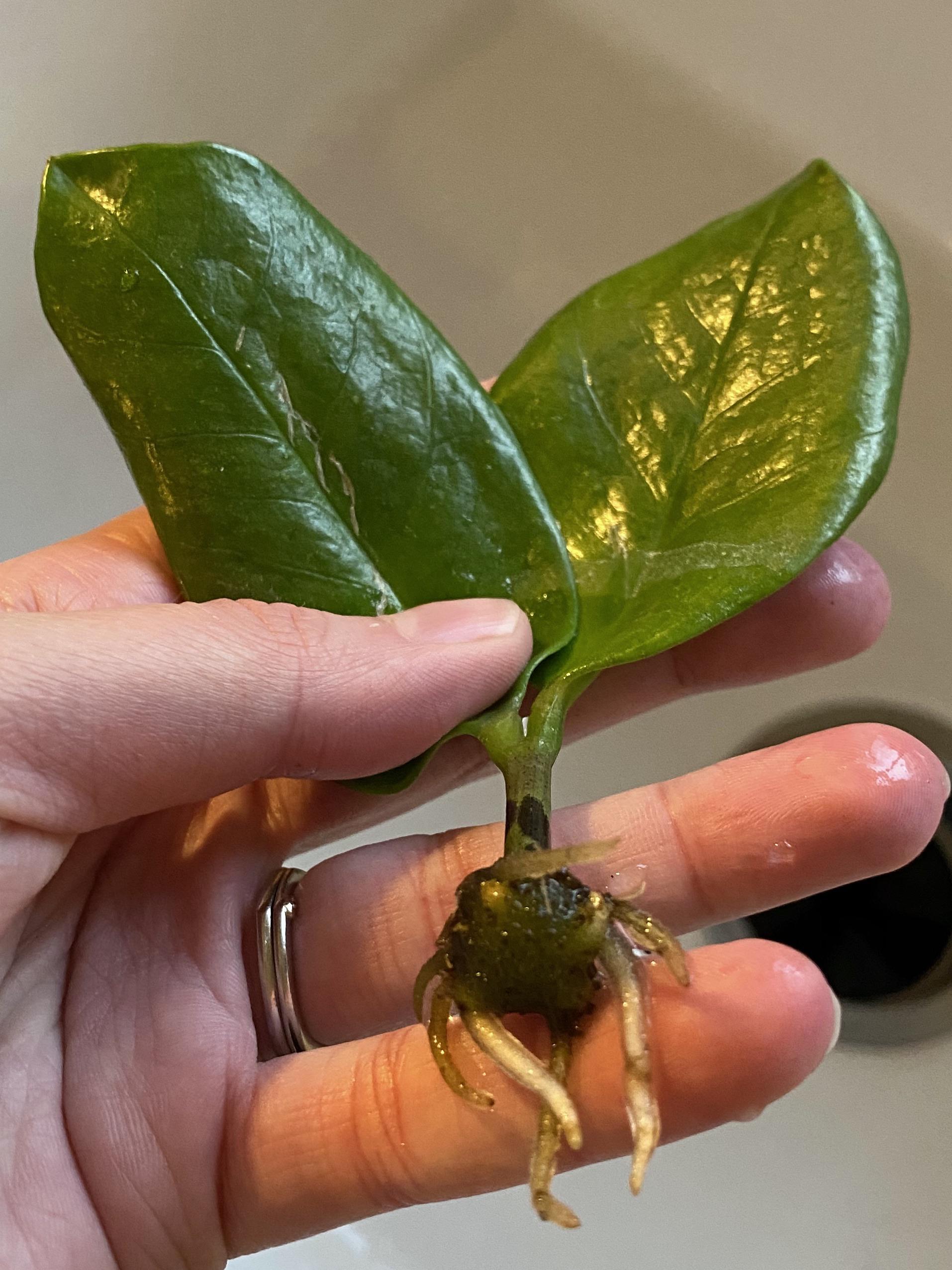 My dog knocked these off my ZZ plant with her wagging tail