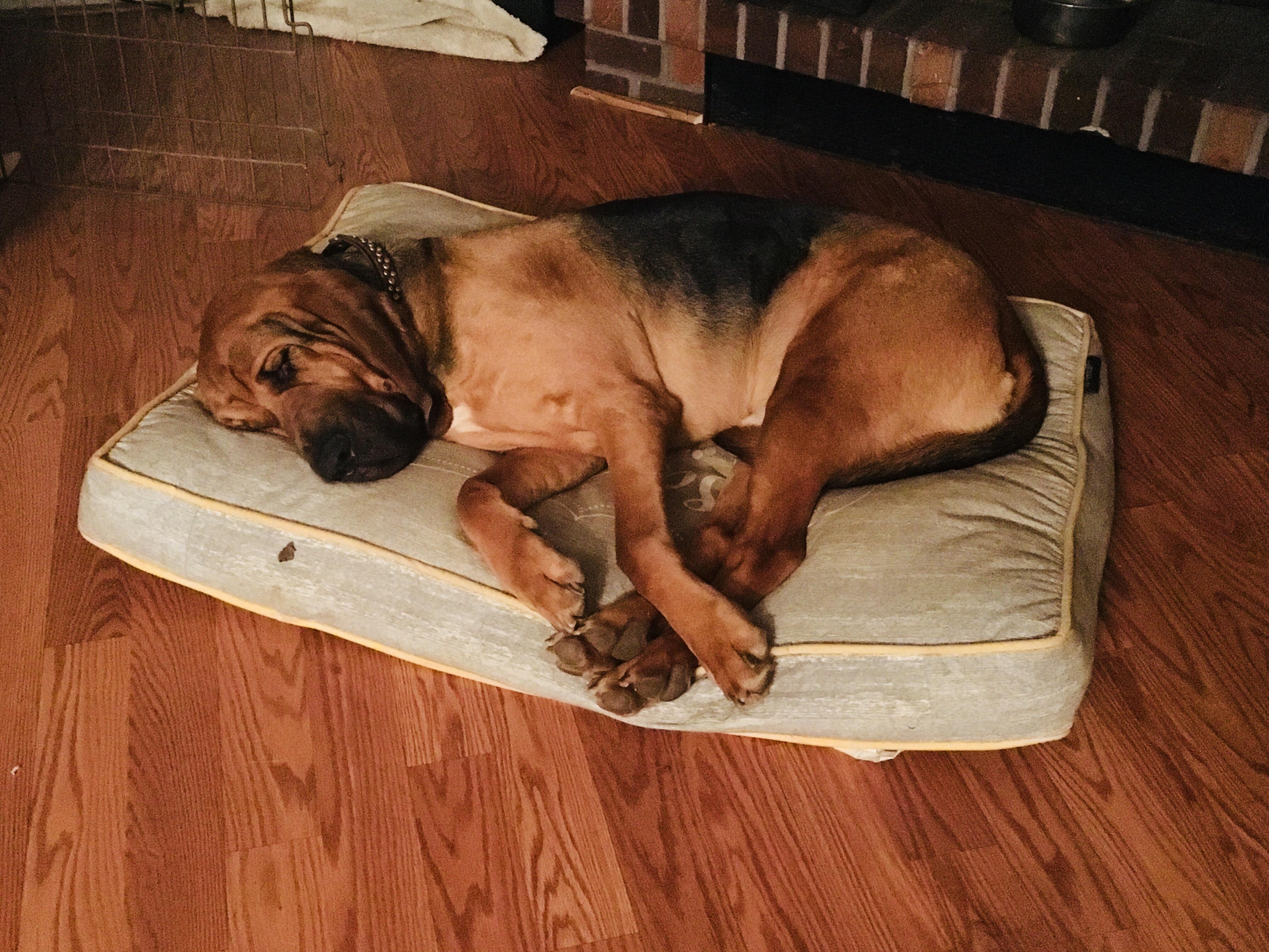 Someone finally likes their bed r/Bloodhound