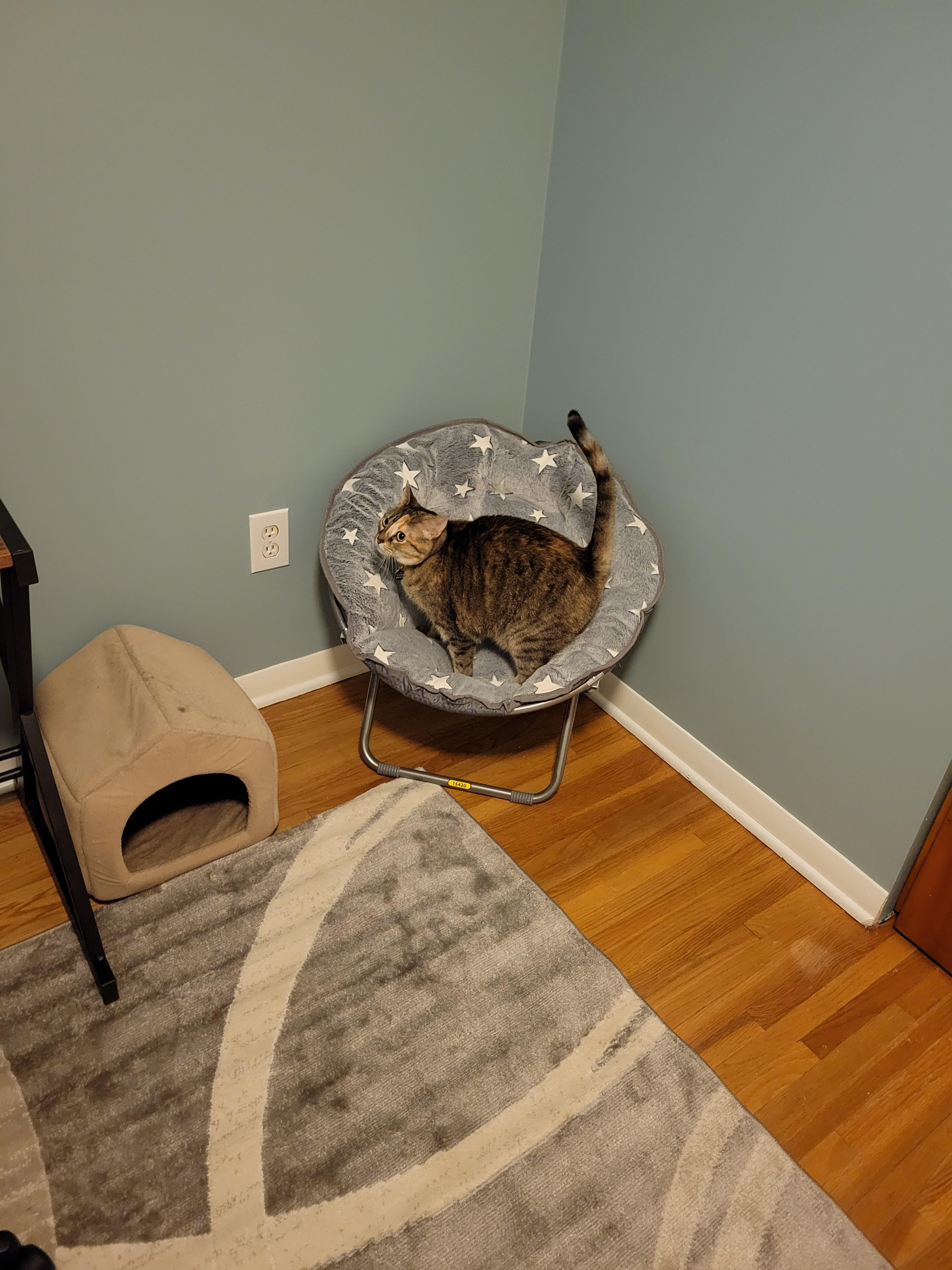 She loves her new kids folding 'saucer' chair. Such a steal for only 24! r/aldi