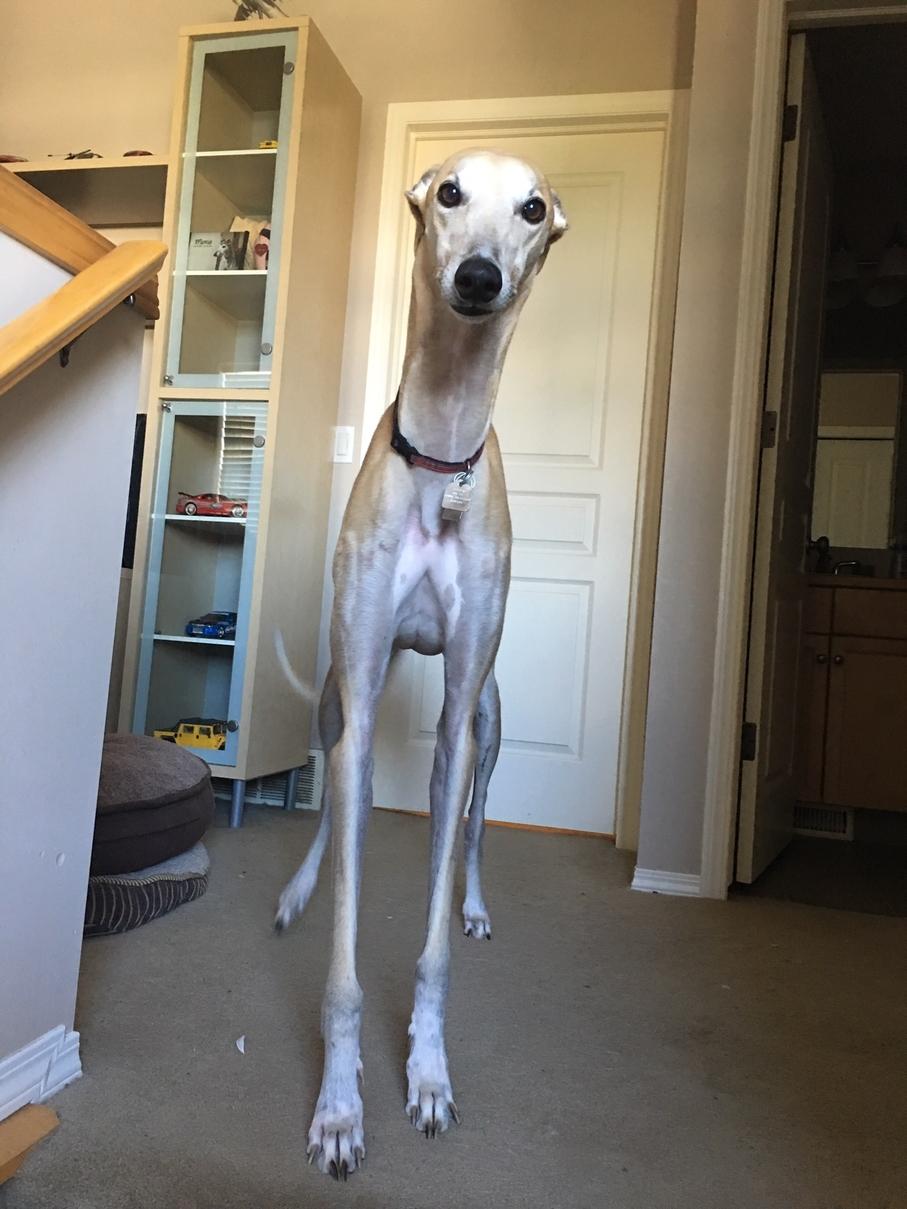 Dog sitting Walter r/Greyhounds
