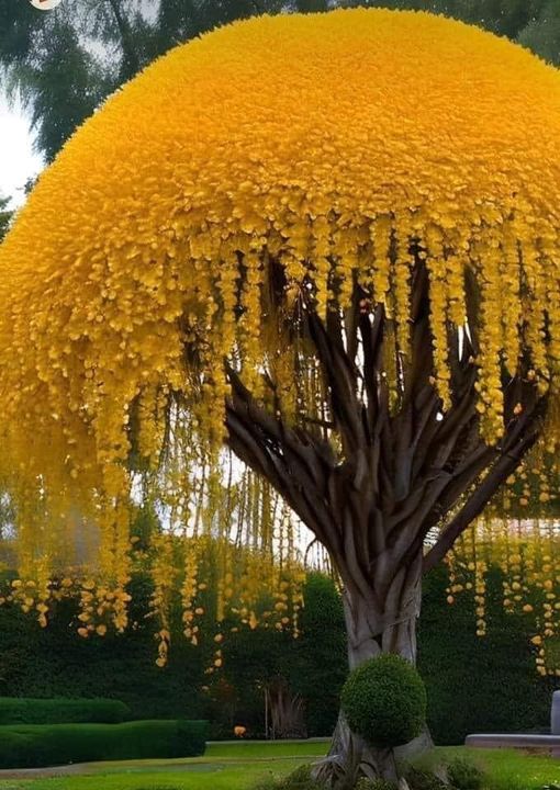 🔥Plant is called Cassia fistula from India and Southeast Asia r