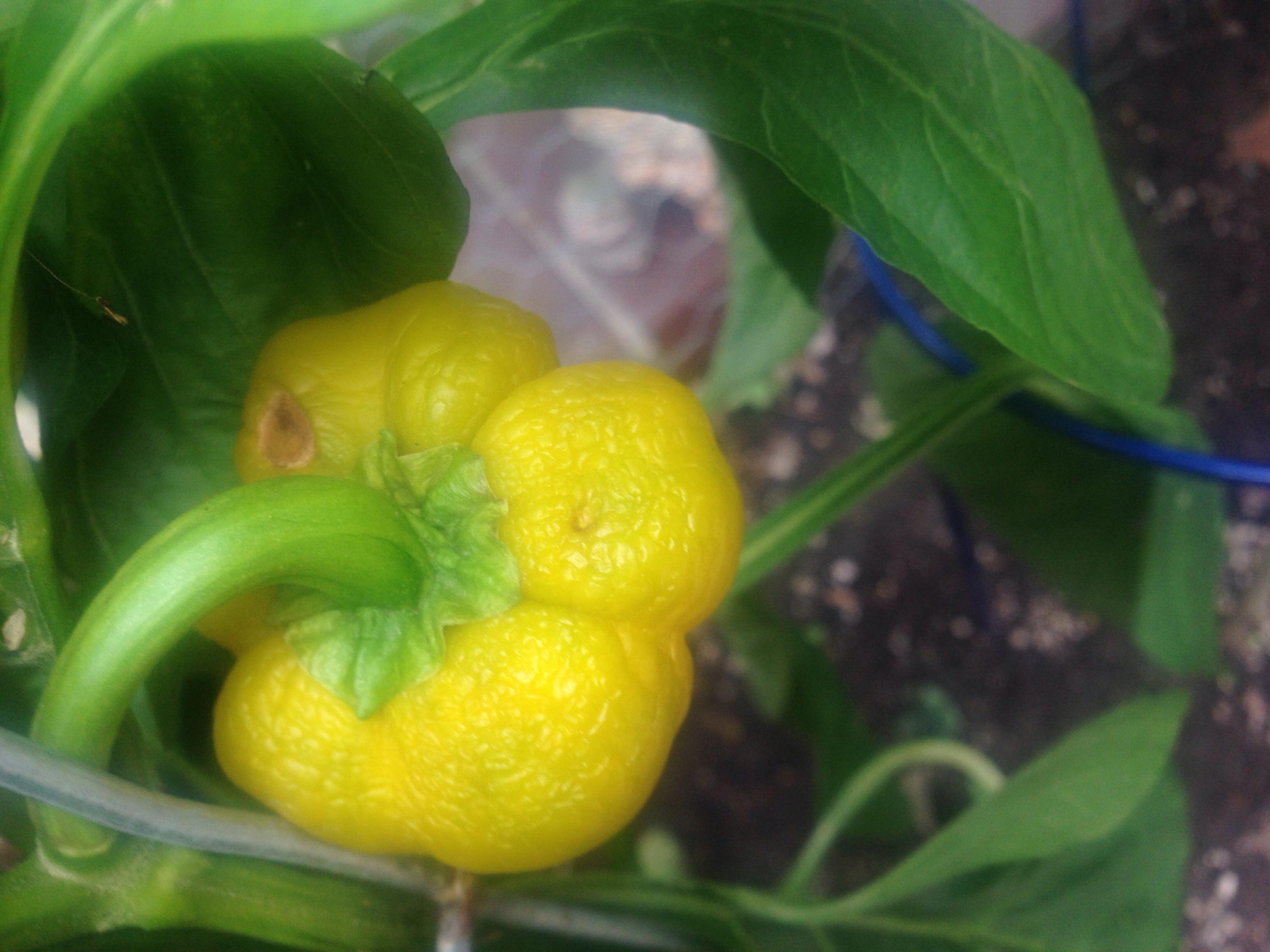 Sorry for bad pic, why is my bell pepper all squishy? r/plants
