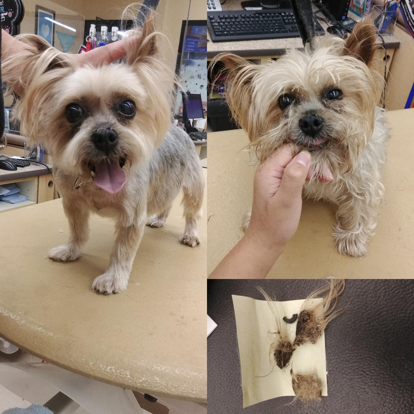 Caked on eye boogers of 3 months, disgustingly satisfying to remove