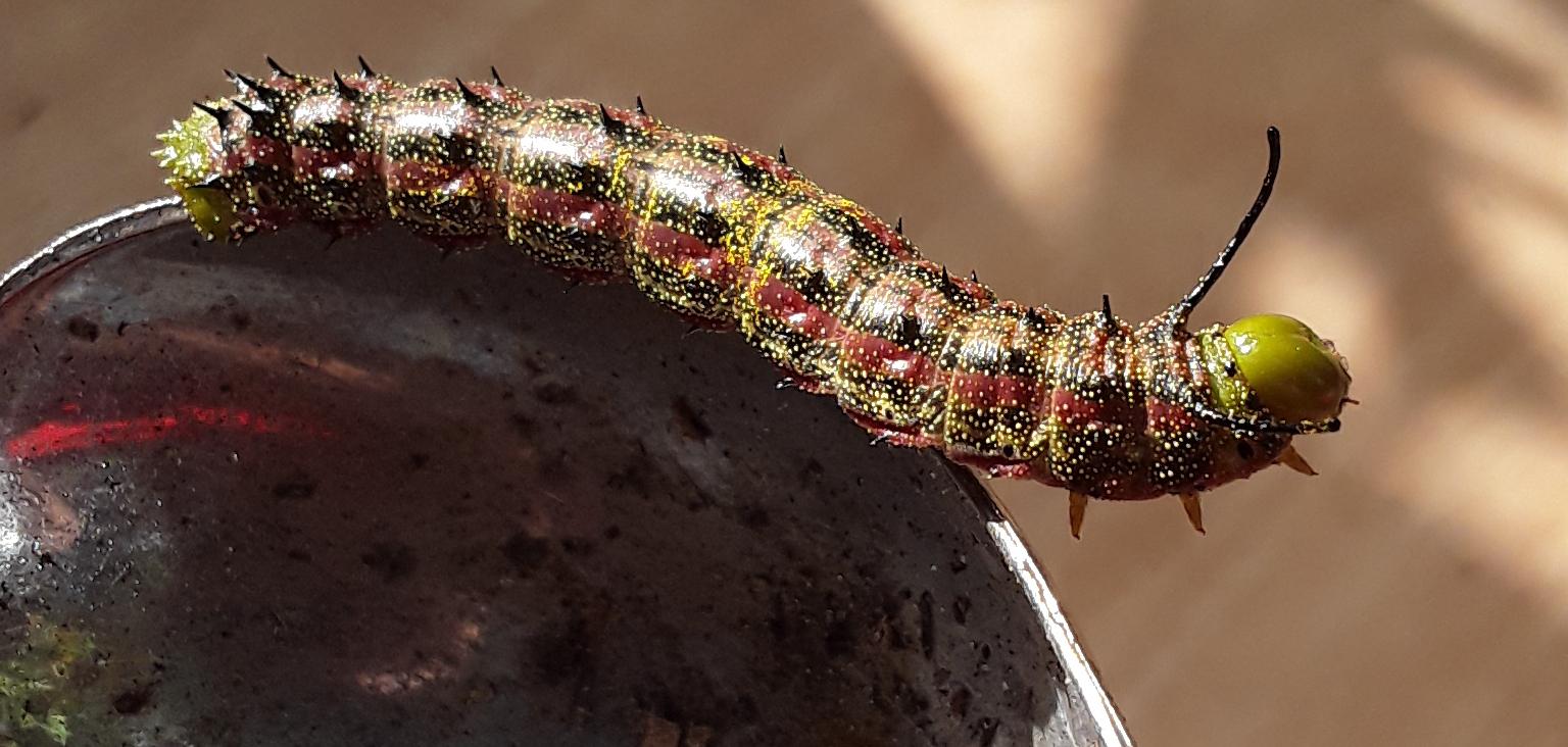 For some reason ive been noticing caterpillars going on my porch and i don't know what kind they