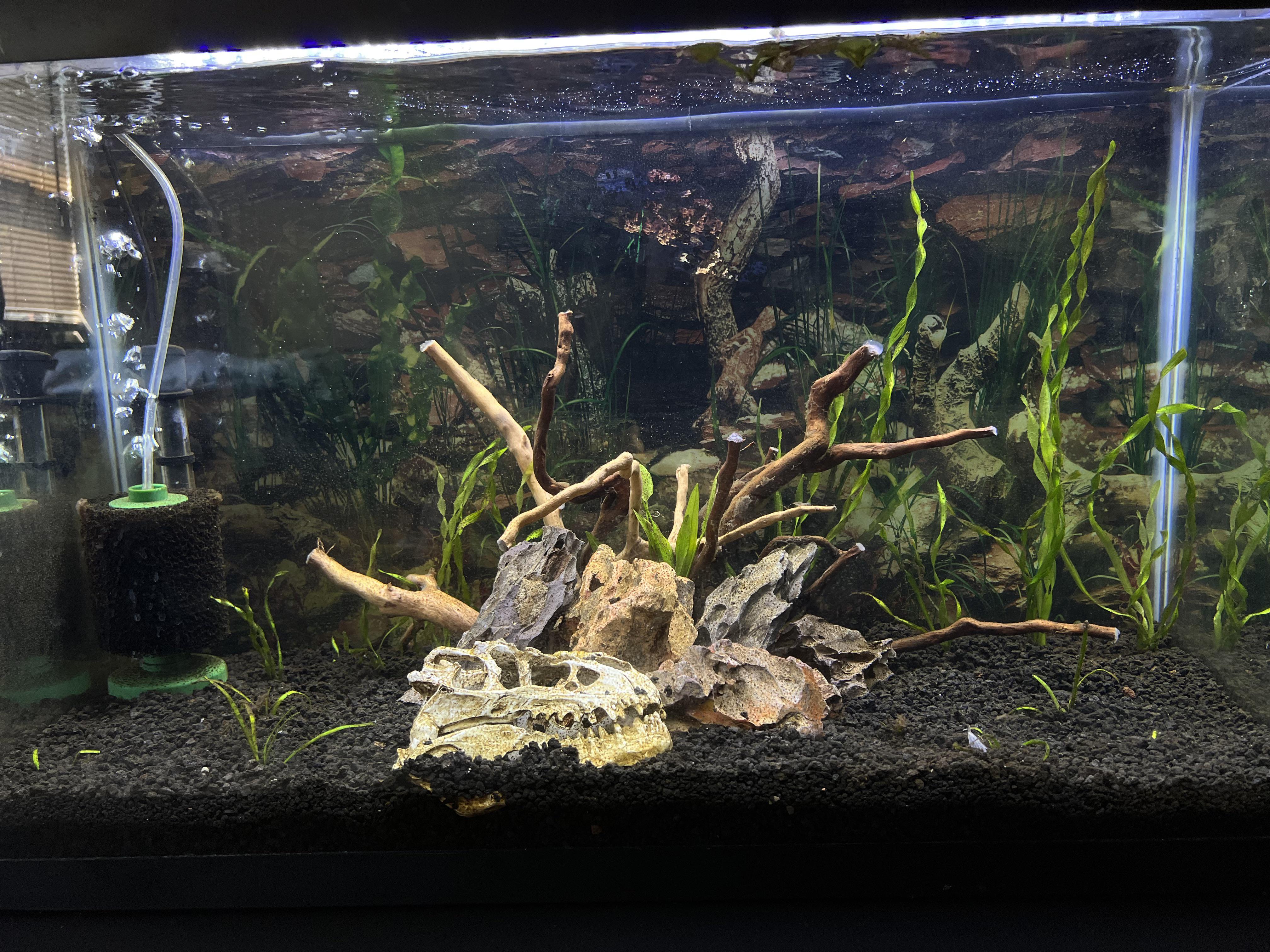 215 best Fishless images on Pholder Aquariums, Bettafish and Planted Tank