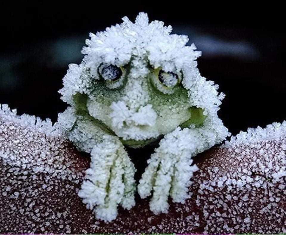 🔥 In Alaska, wood frogs freeze for seven months a year. Their hearts