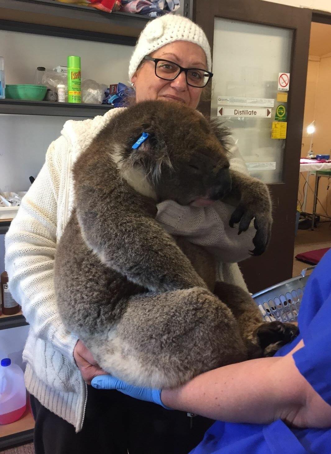 "Meet the world's largest Koala. Just kidding there is no way of us