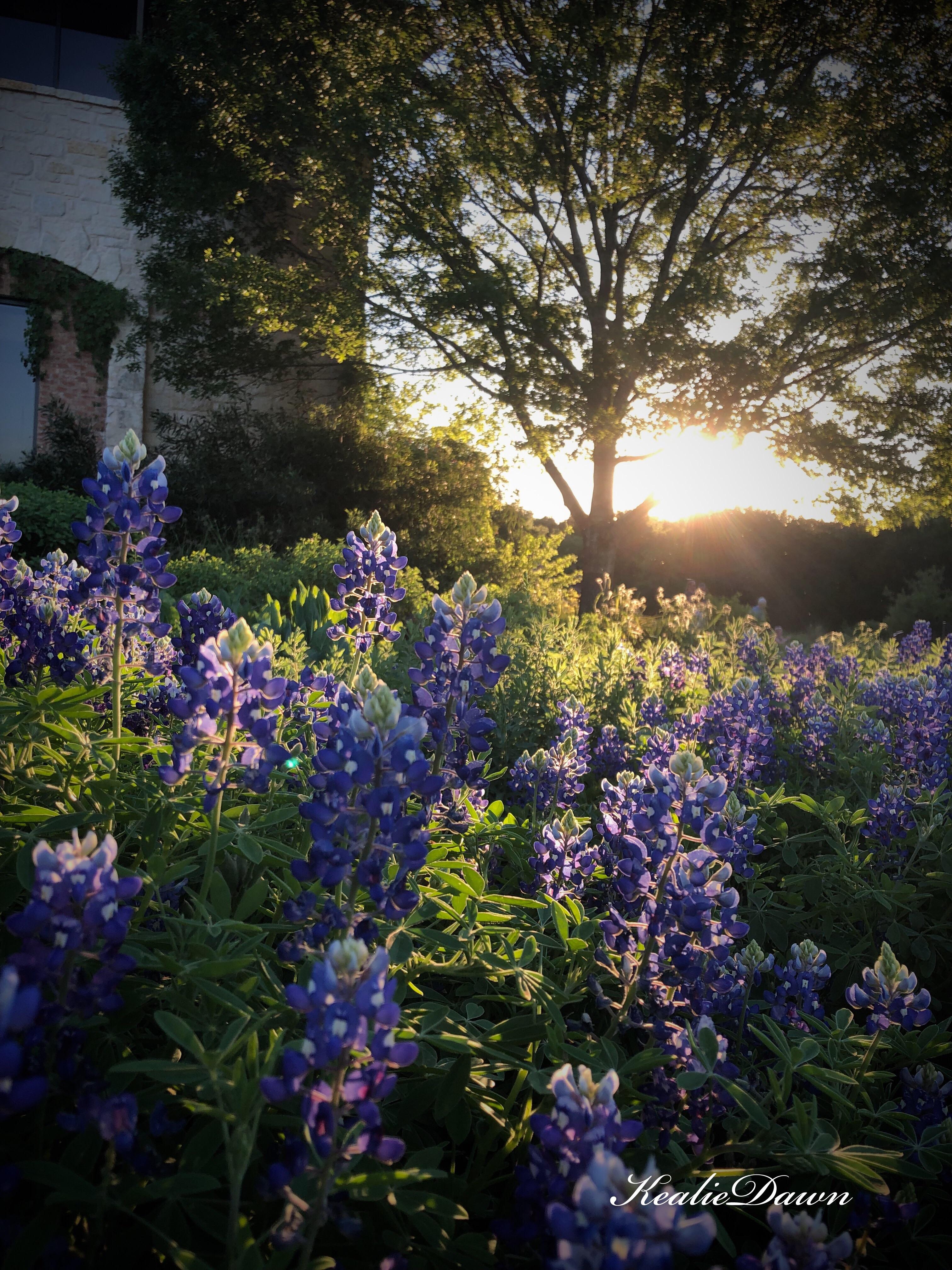 Lady Bird Johnson Wildflower Center r/texas