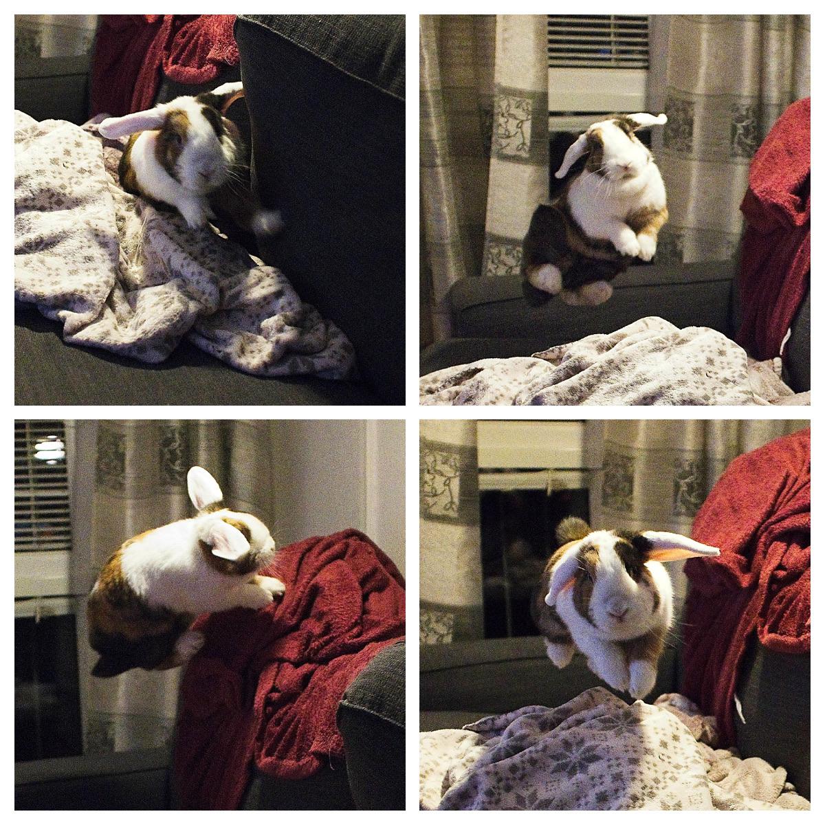 Evening zoomies r/Rabbits