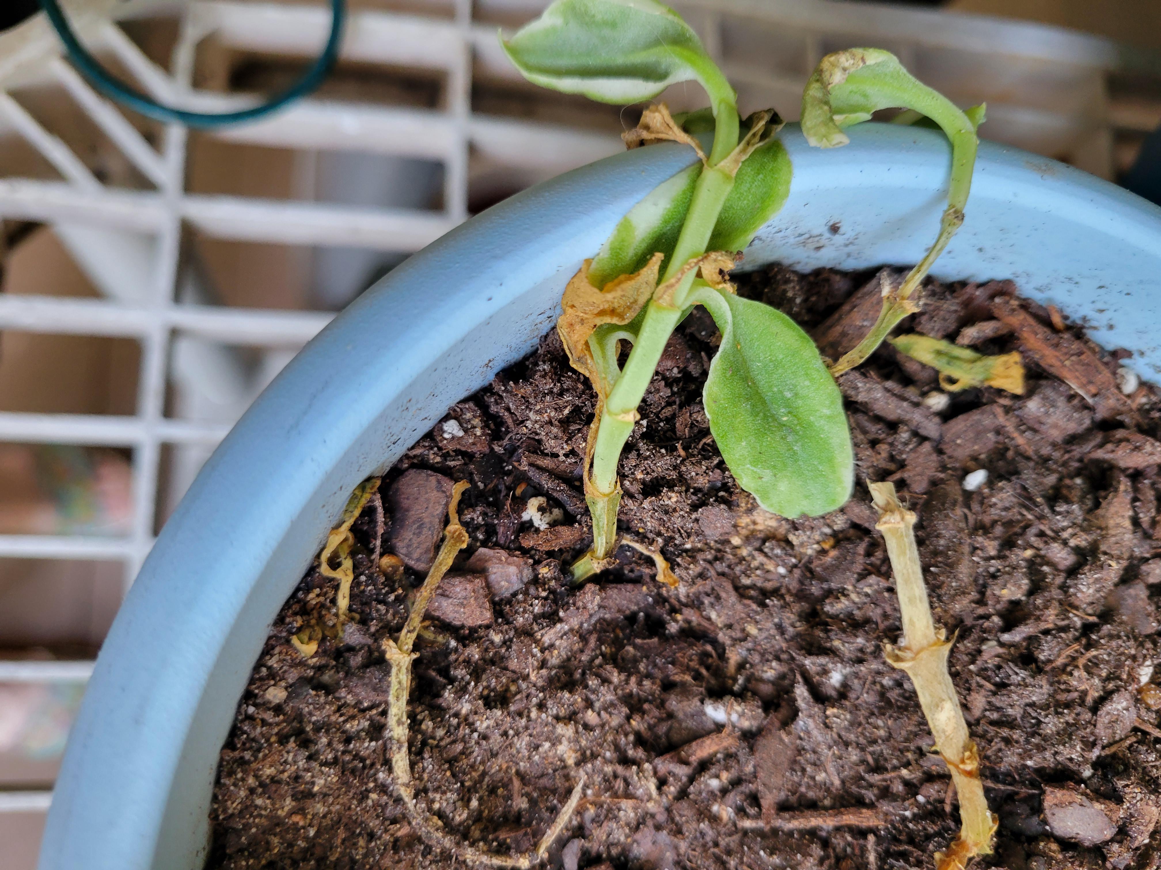 can someone tell me how to propagate a Baby Sun Rose. I have tried