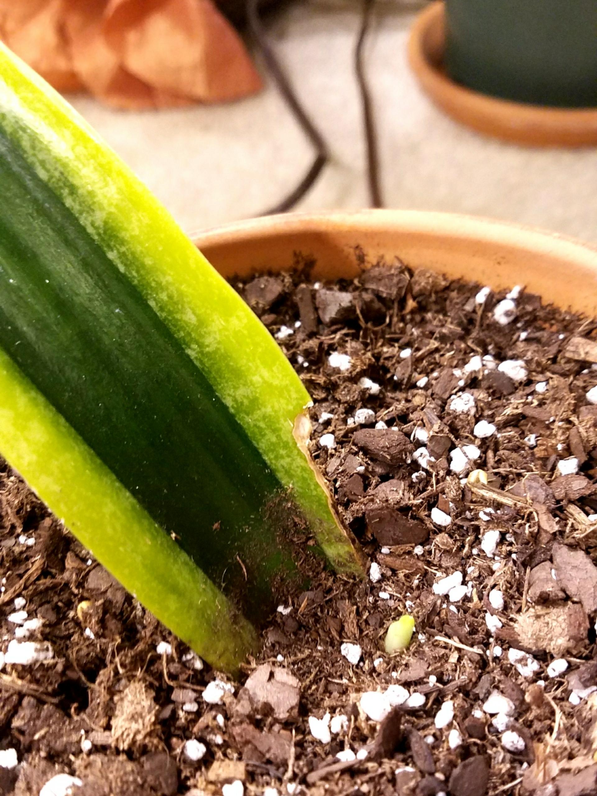 My snake plant leaf is finally growing a baby plant!