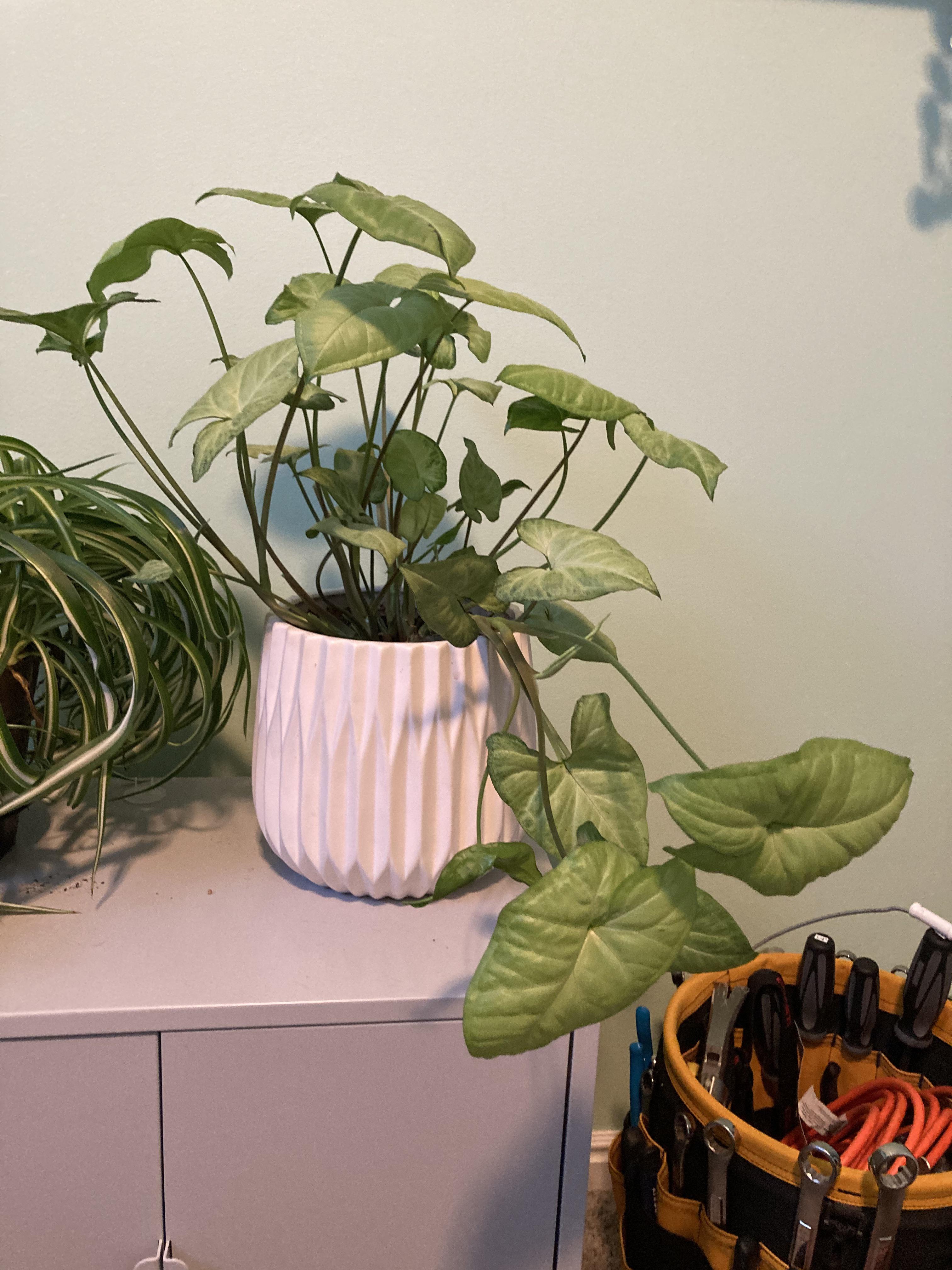 Arrowhead plant tipping over is this okay? r/plantcare