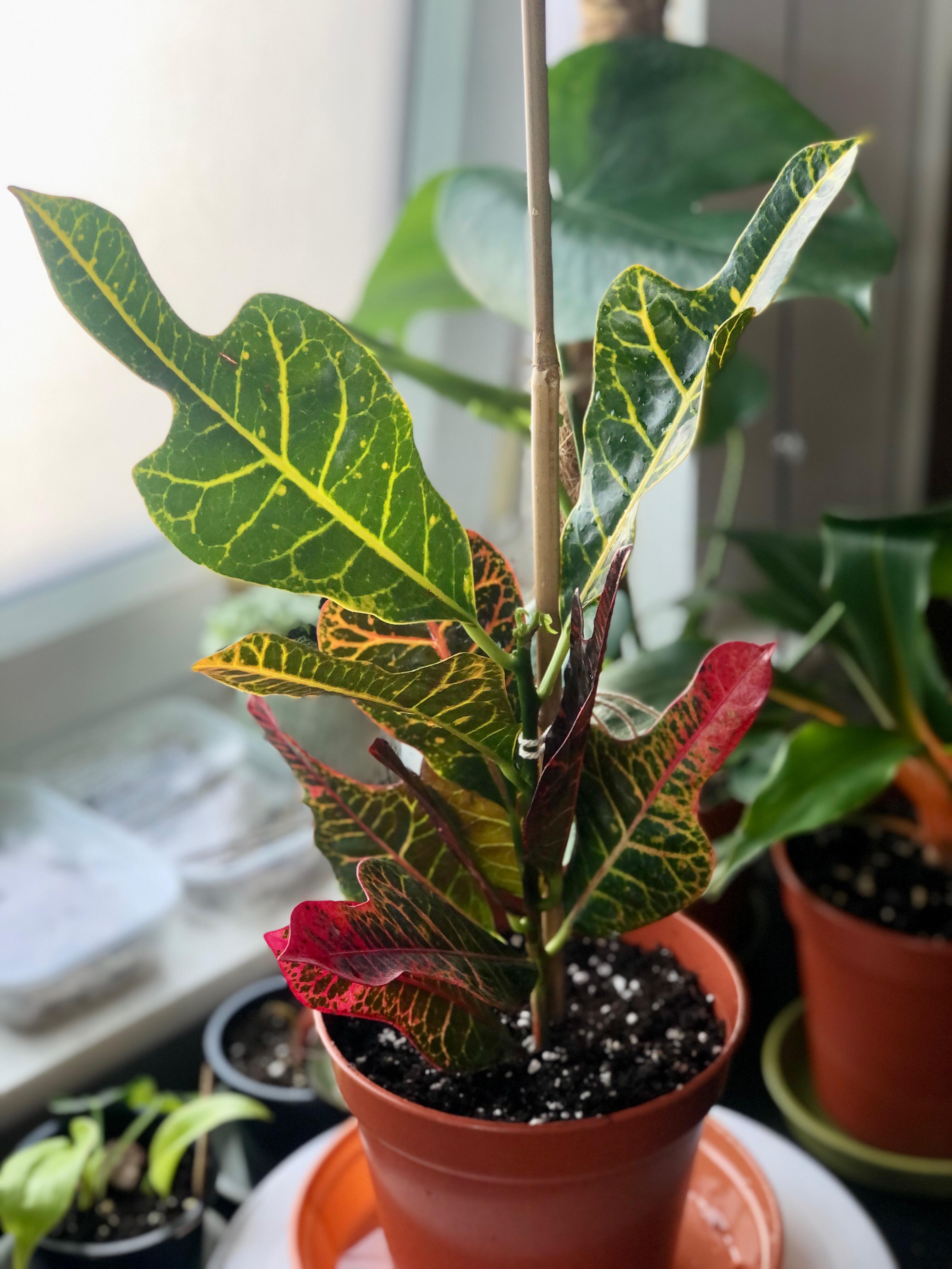 Our Wilko find…for £3 r/houseplants