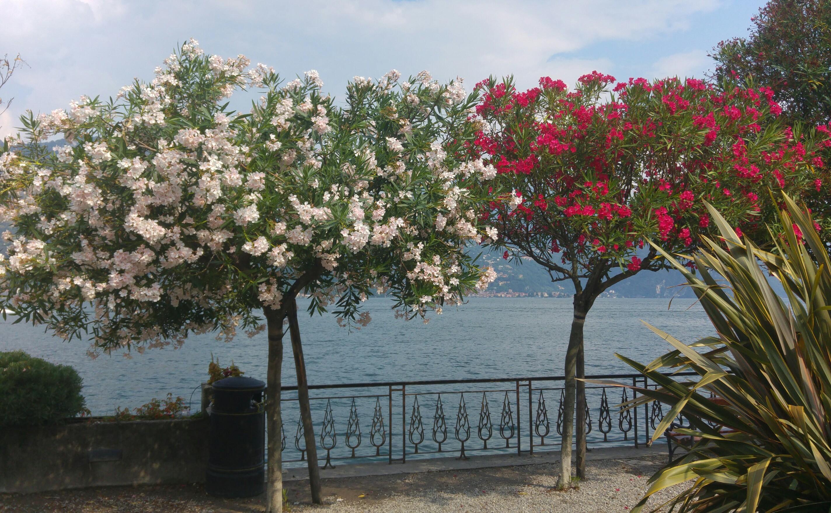 What are these pretty plants I spotted in Northern Italy in July? Sorry for the lack of close