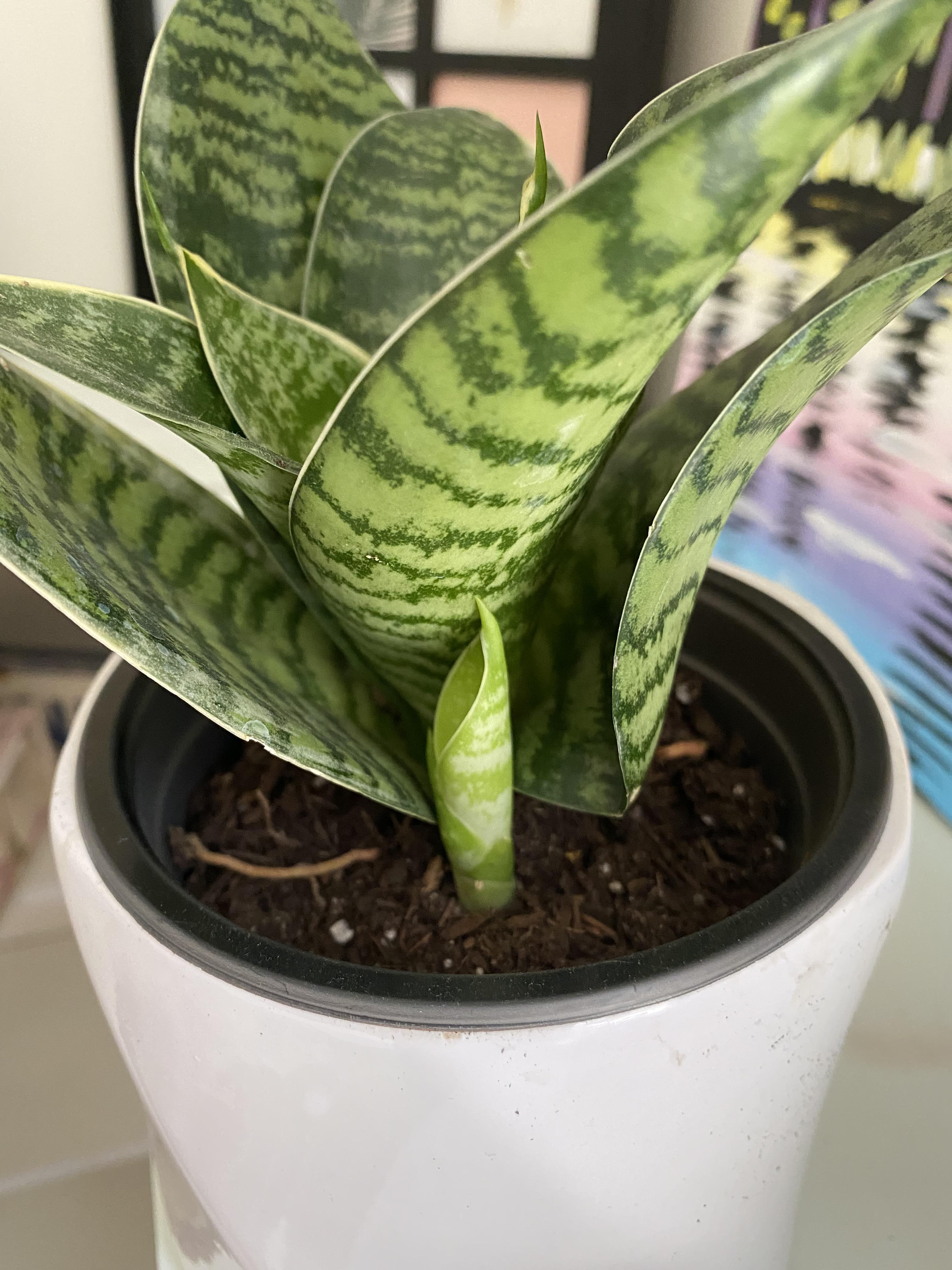 Is my snake plant too big for its pot? I noticed what looks like a root