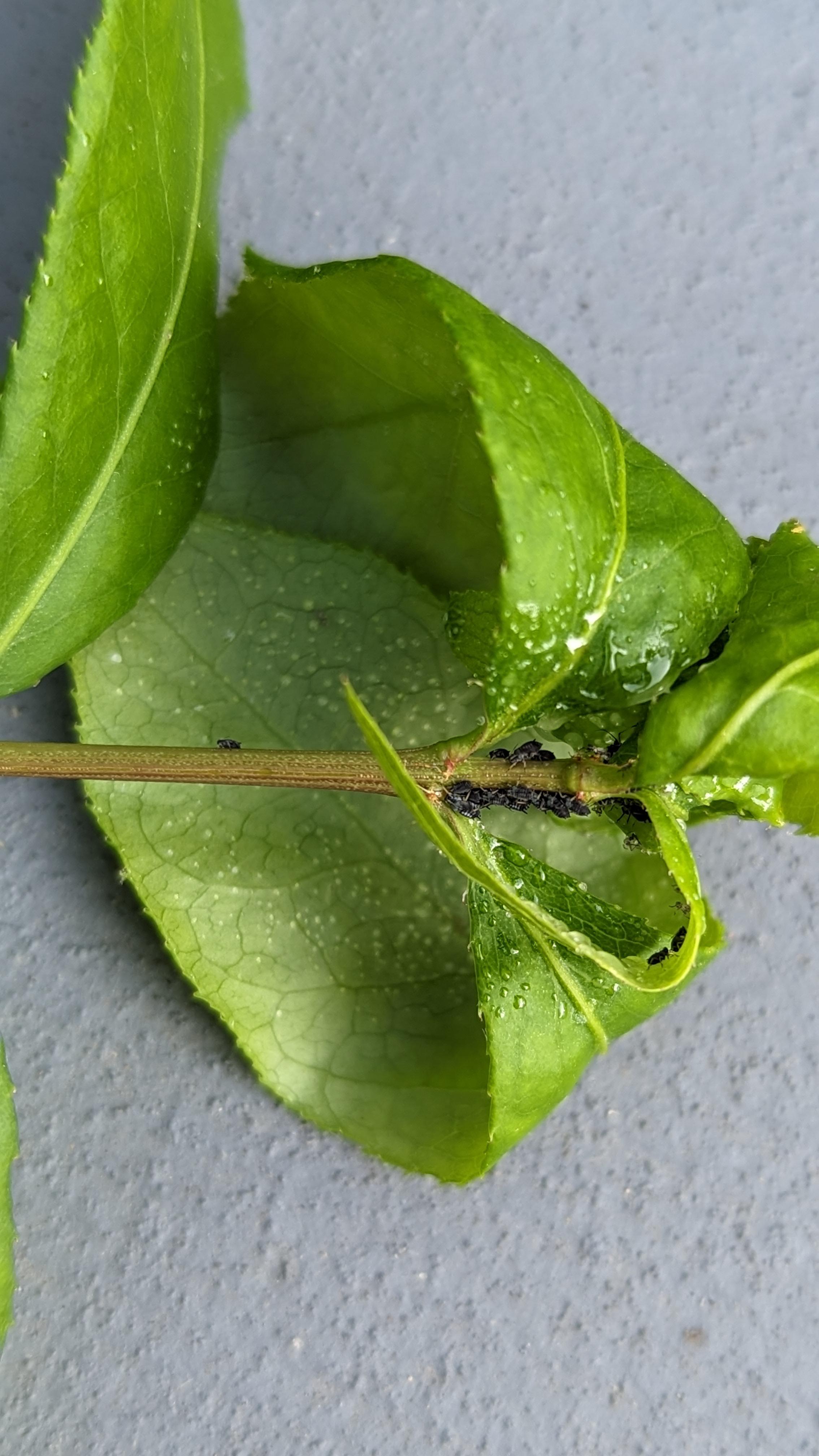 What is this pest on my burning bush? r/gardening