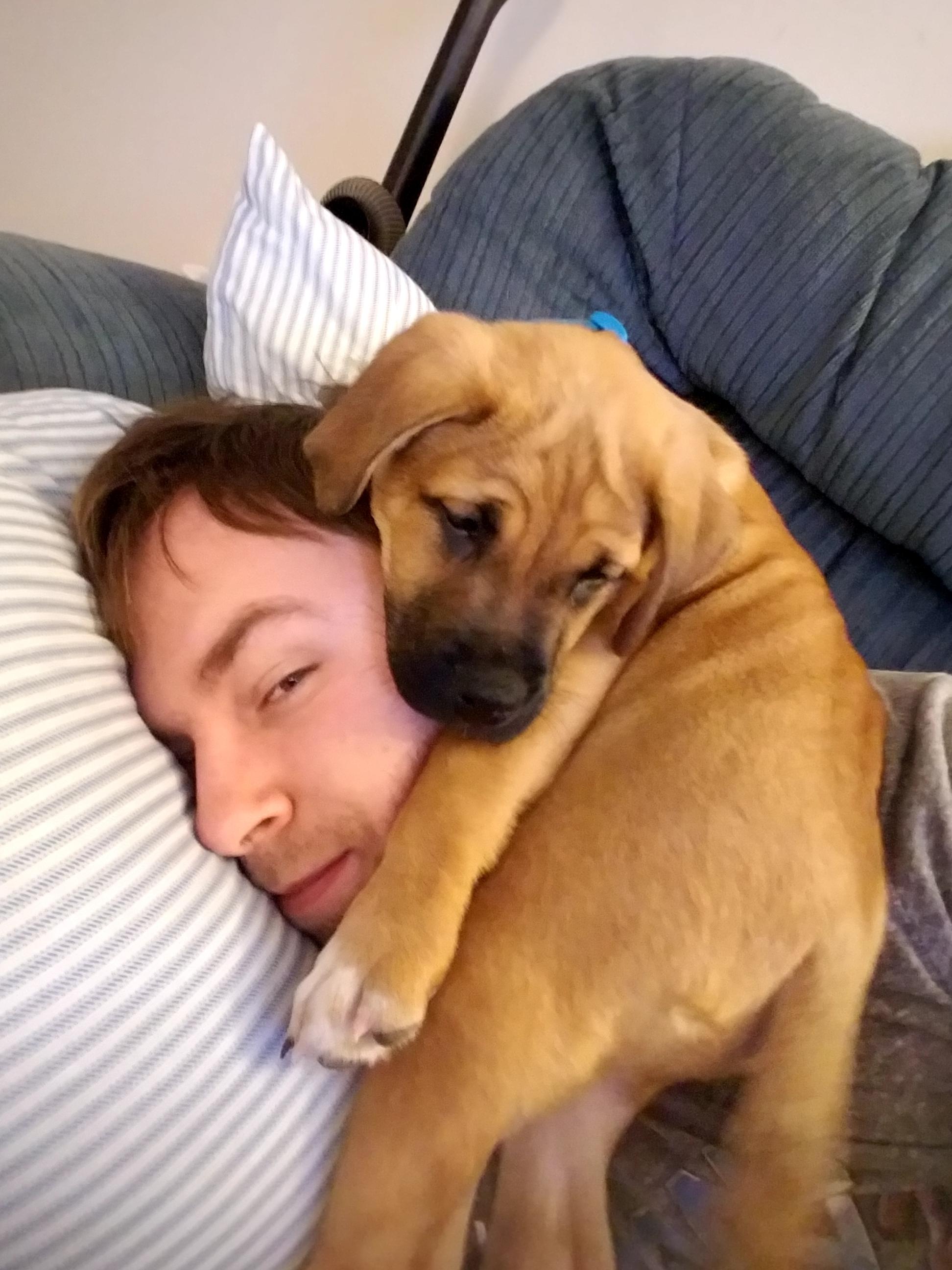 My puppy's favorite pillow dogpictures