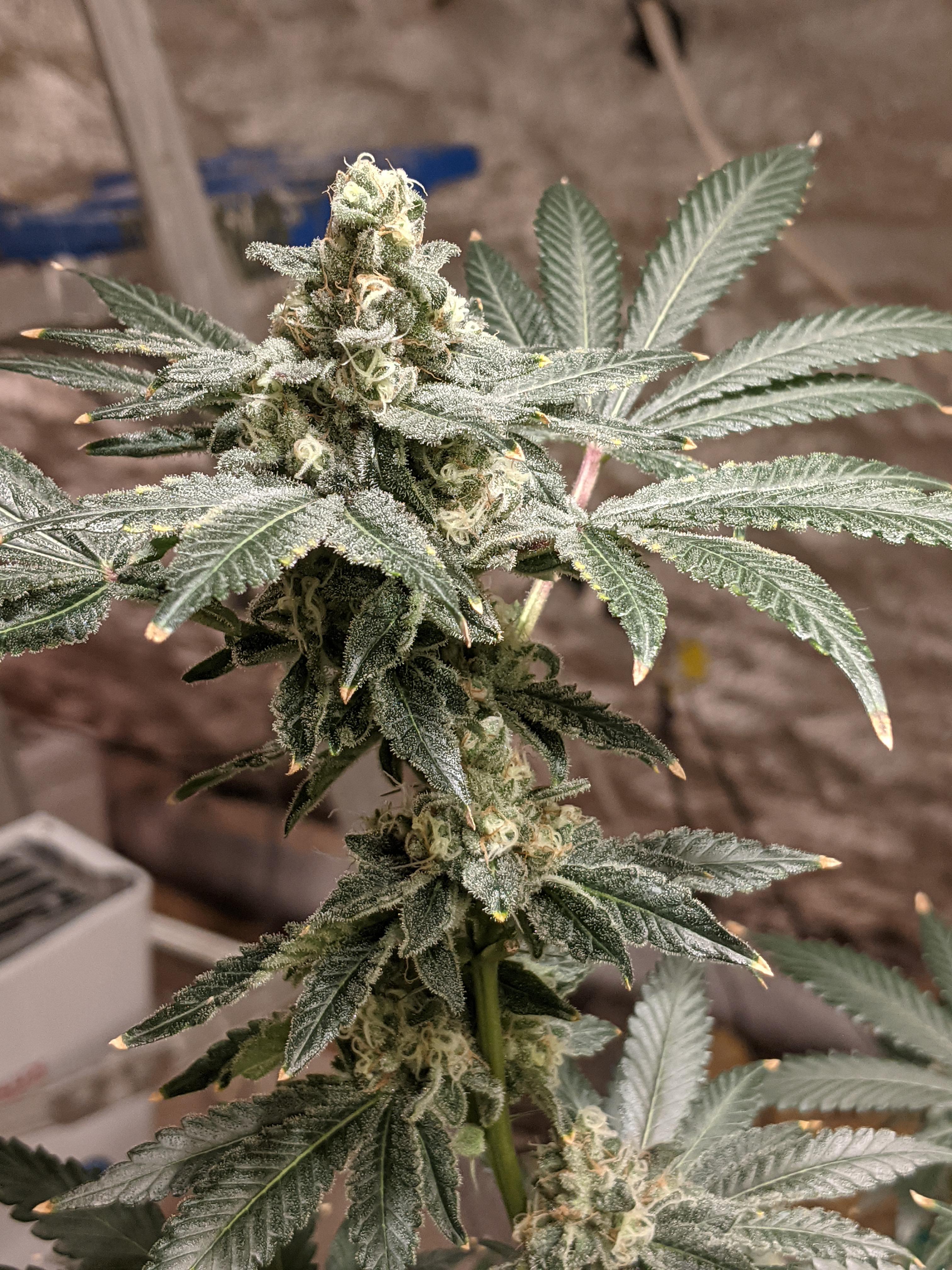 Ethos 'Cotton Candy Cookies' (F45) r/microgrowery