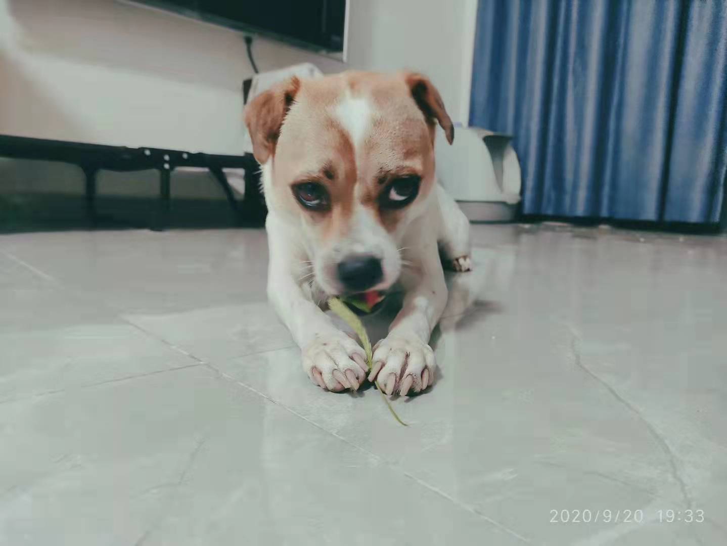 My dog chewing grass and is afraid I will grab it (OC) aww