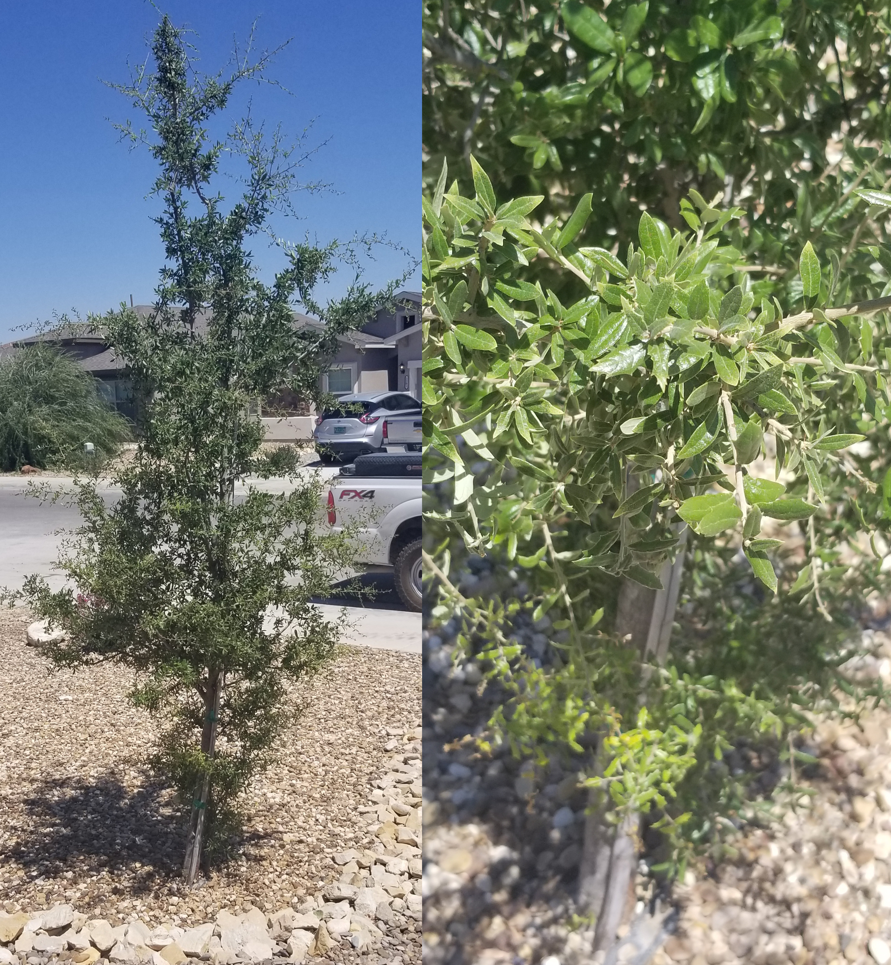 Tree in South Eastern New Mexico r/whatsthisplant