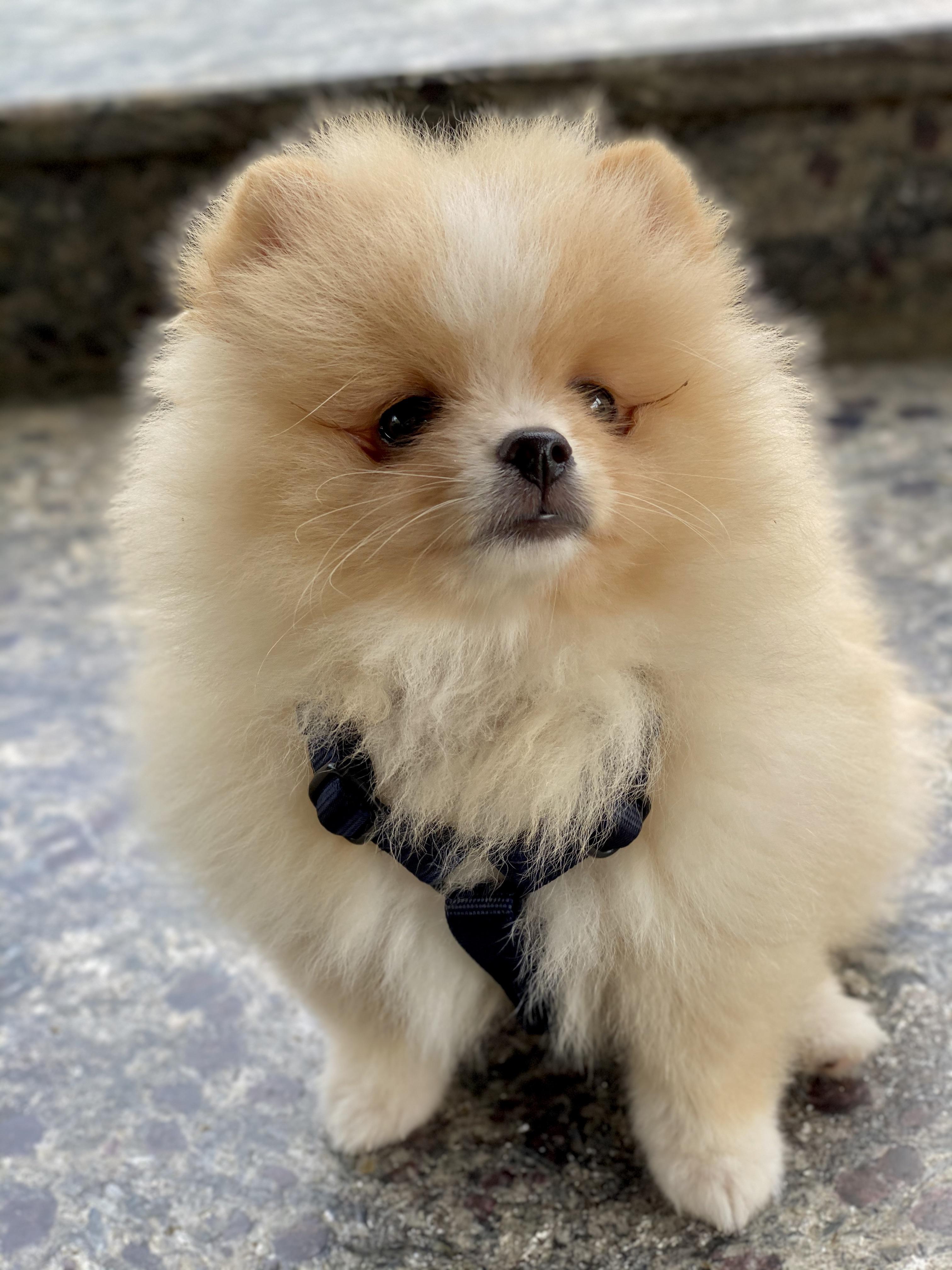 What type of “face” will my Pomeranian have? 9 weeks old (fox, bear