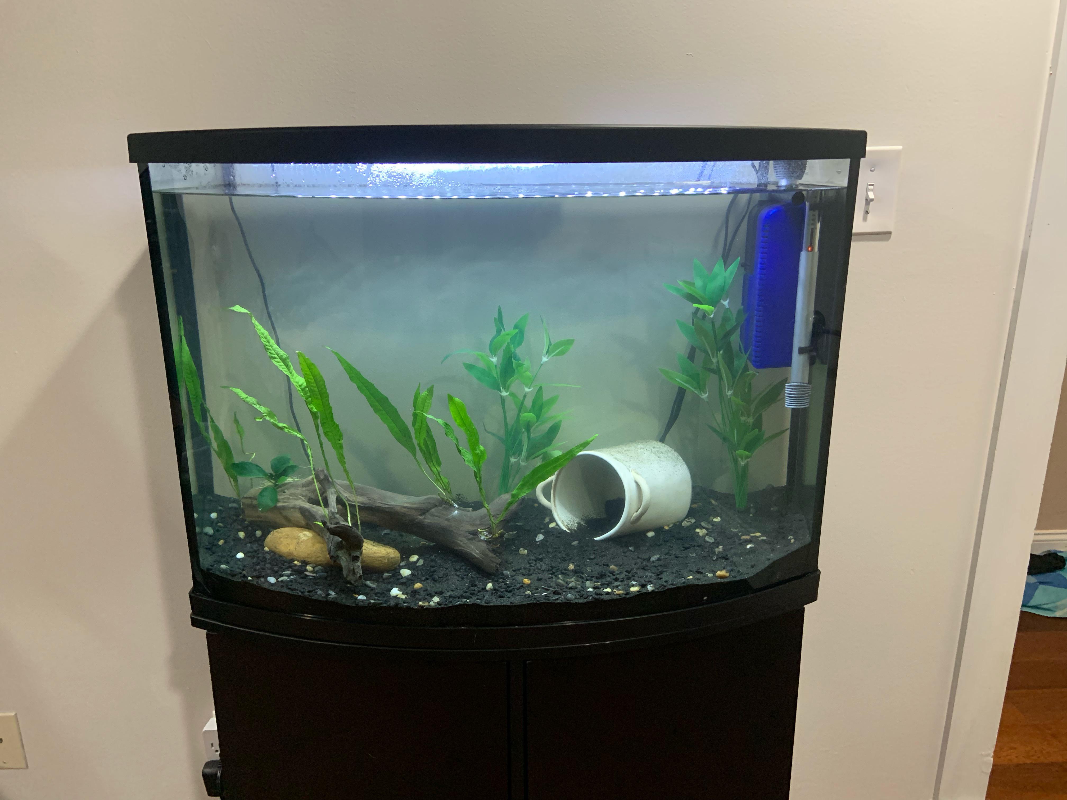 36 gal stocking ideas? r/Aquariums