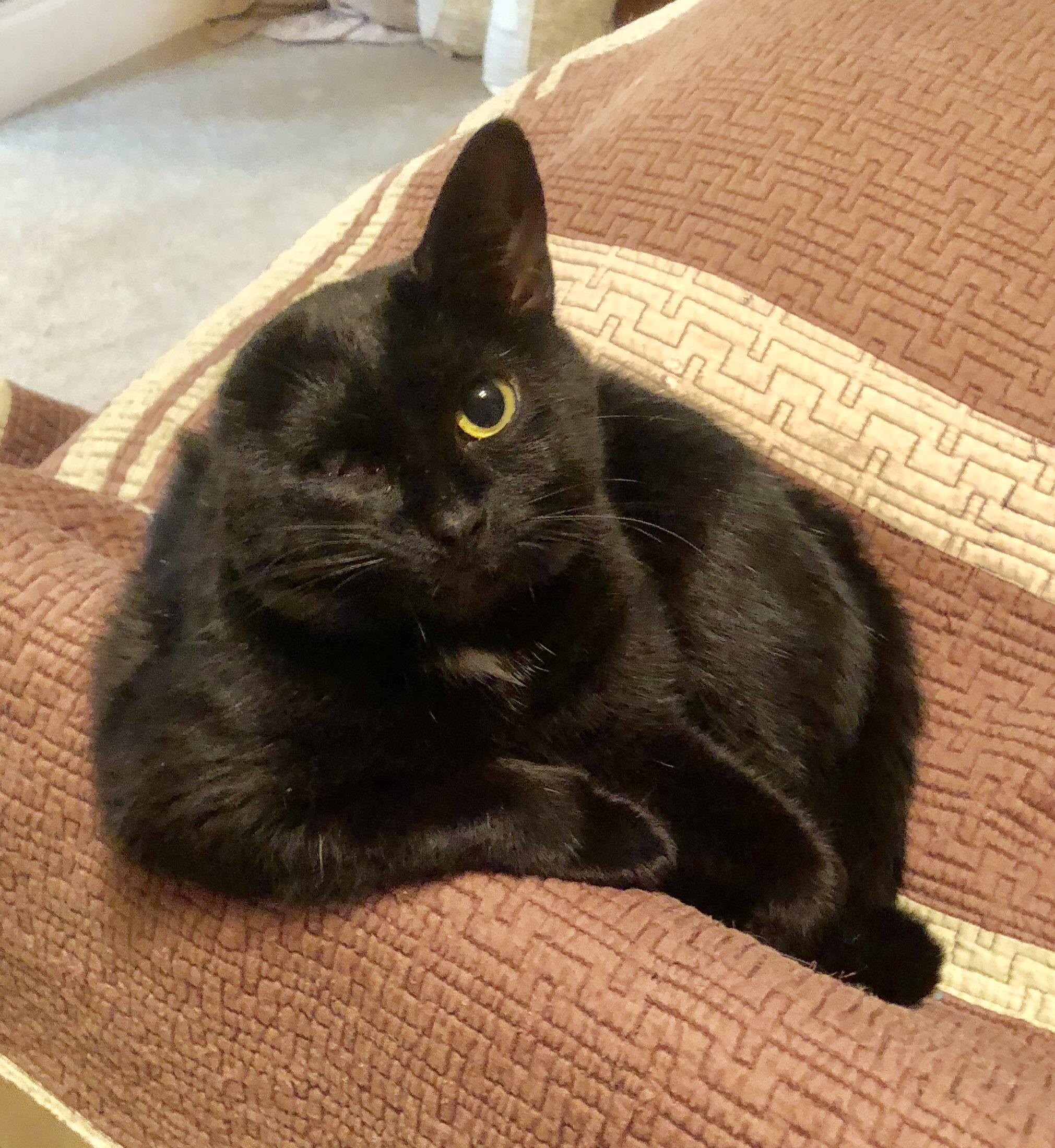 Mimi Found her outside with her kitten just over a year ago. Vet says