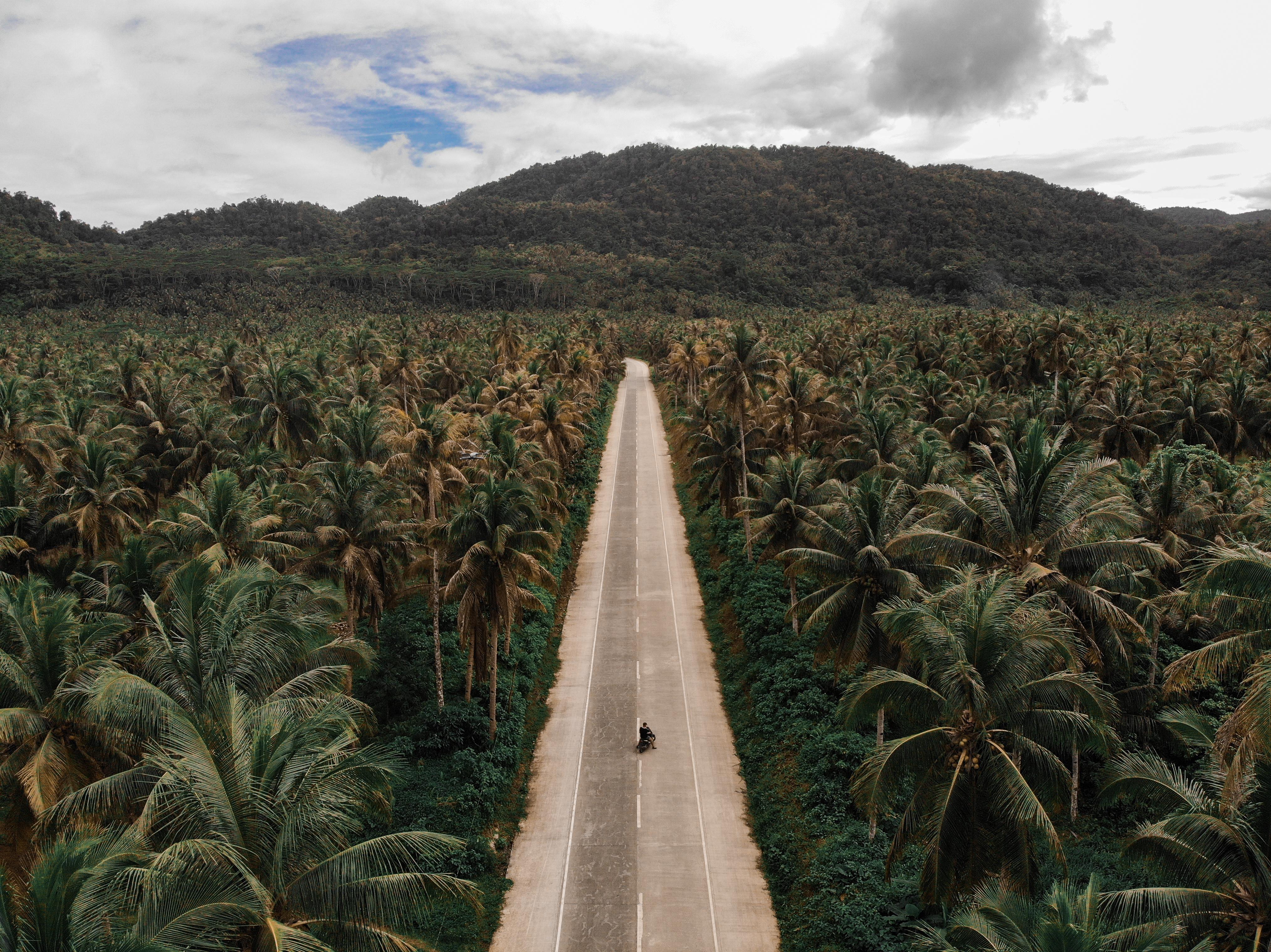 Coconut Palm Tree Forest, Siargao Island, Philippines [4056x3040] [OC