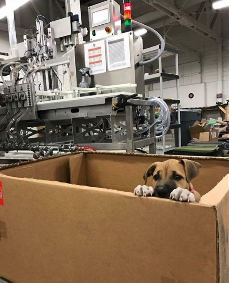 One of our warehouse manager brings his puppy into work a couple days a