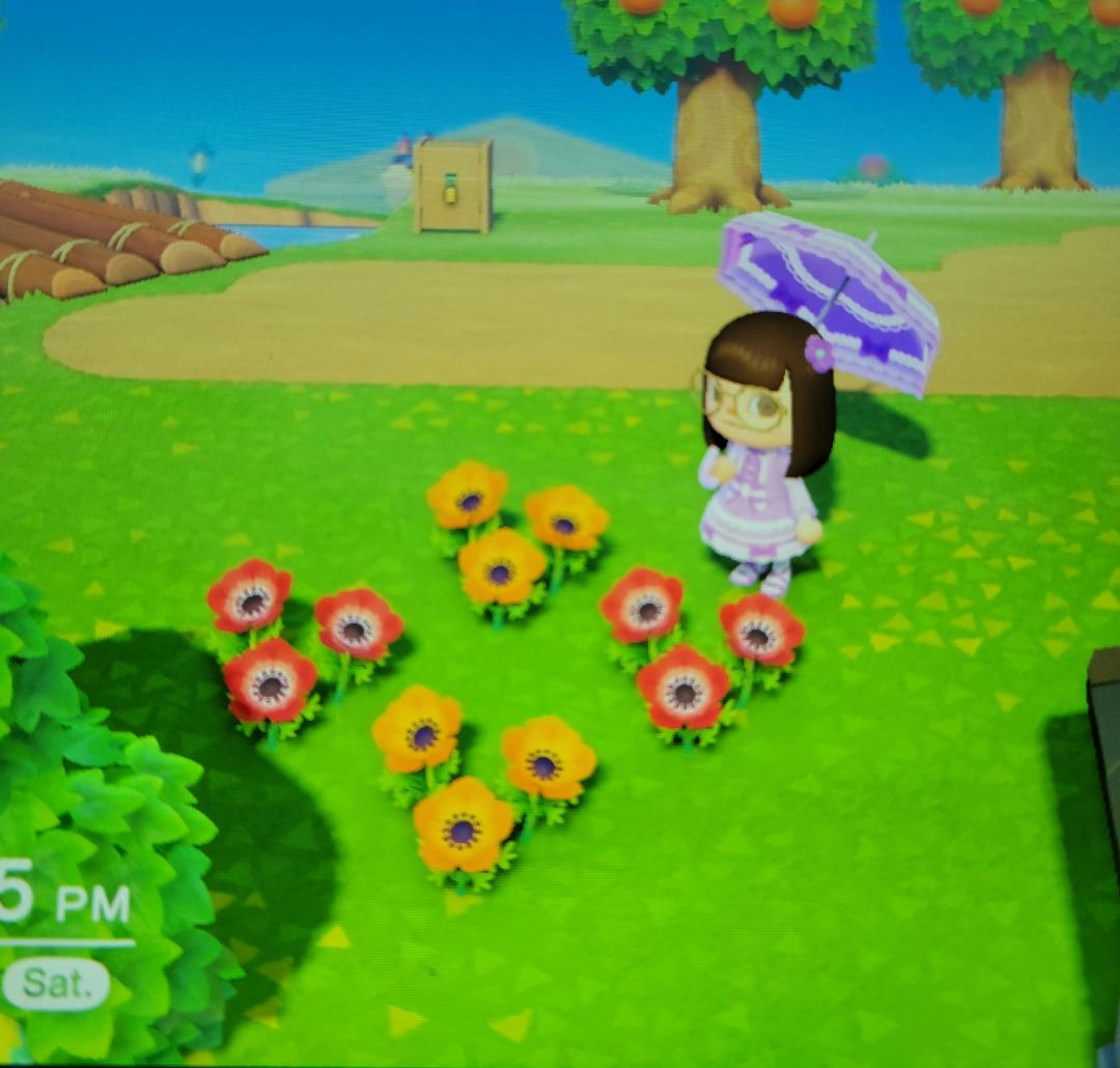 trying to breed for pink windflowers but nothing is coming from them. am i doing it right? r