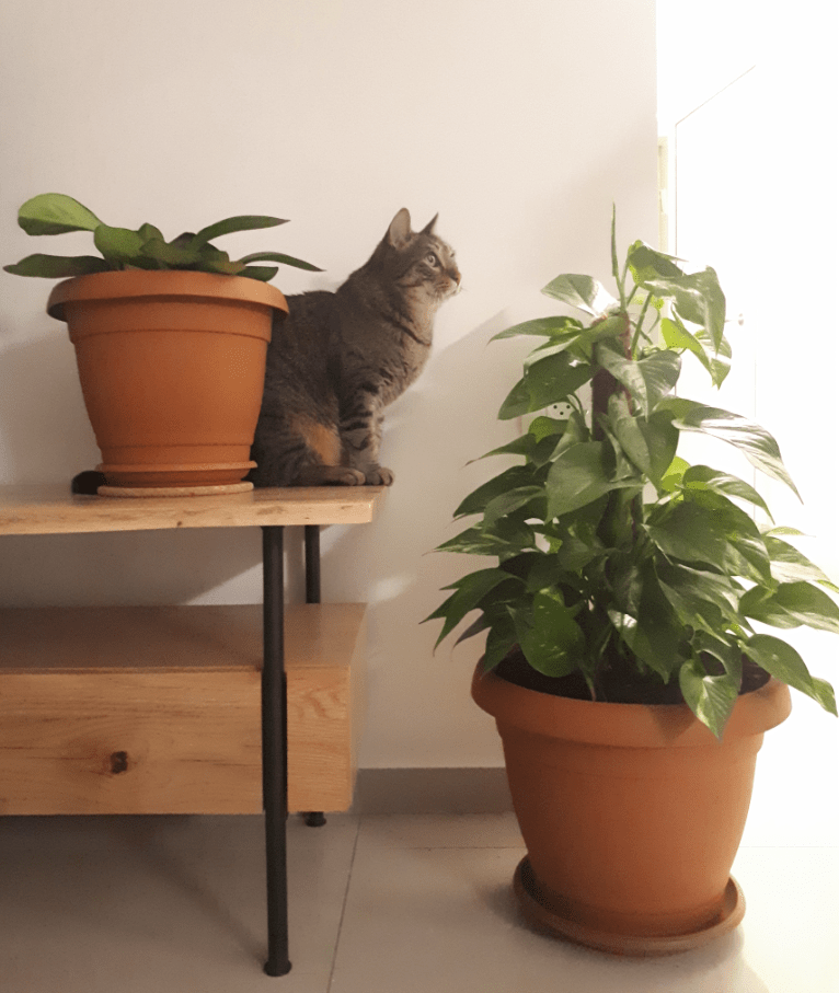 Any ideas on how to keep the cats away from the plats? They dig