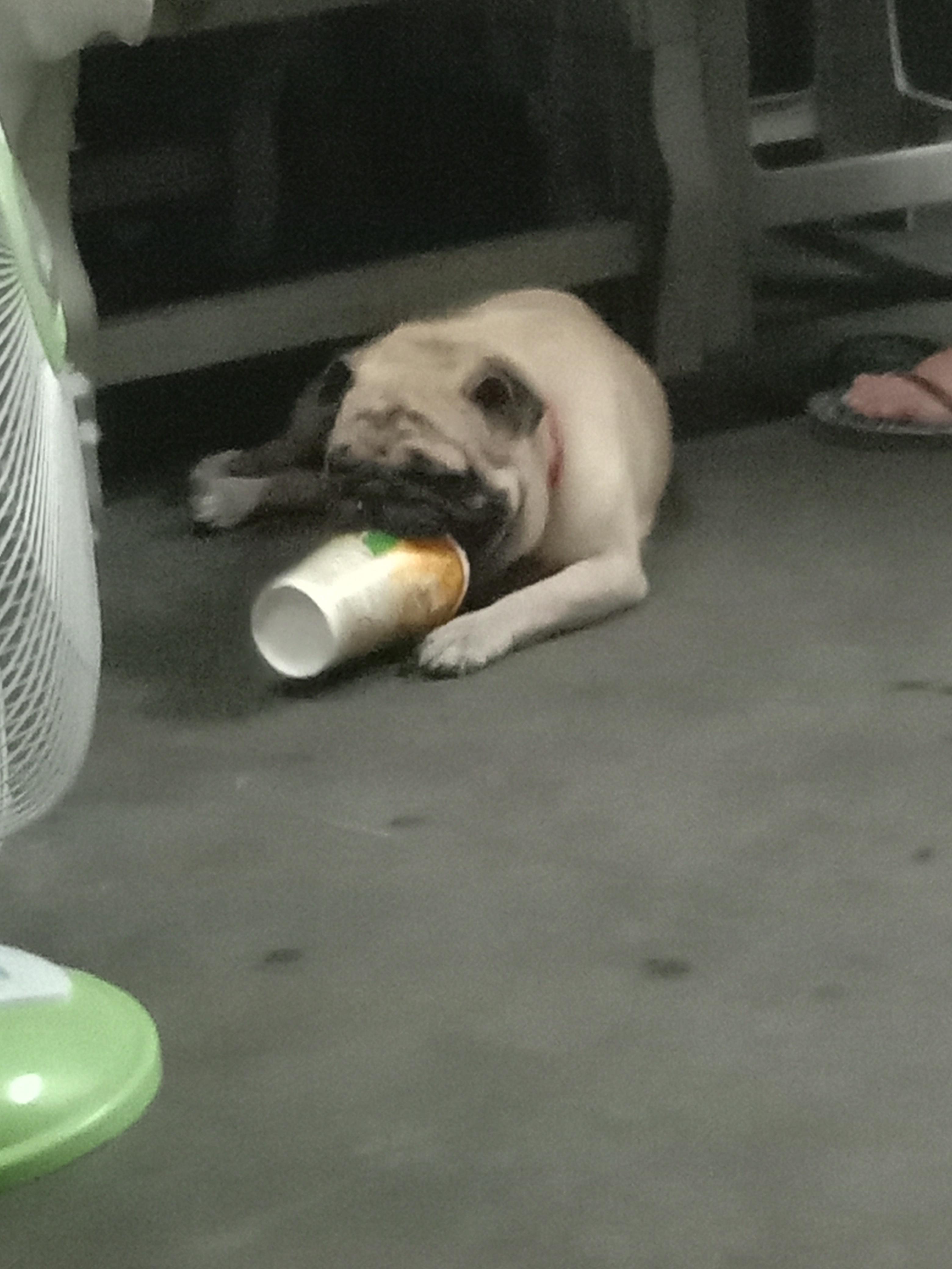 my dog just drinking Eyebleach