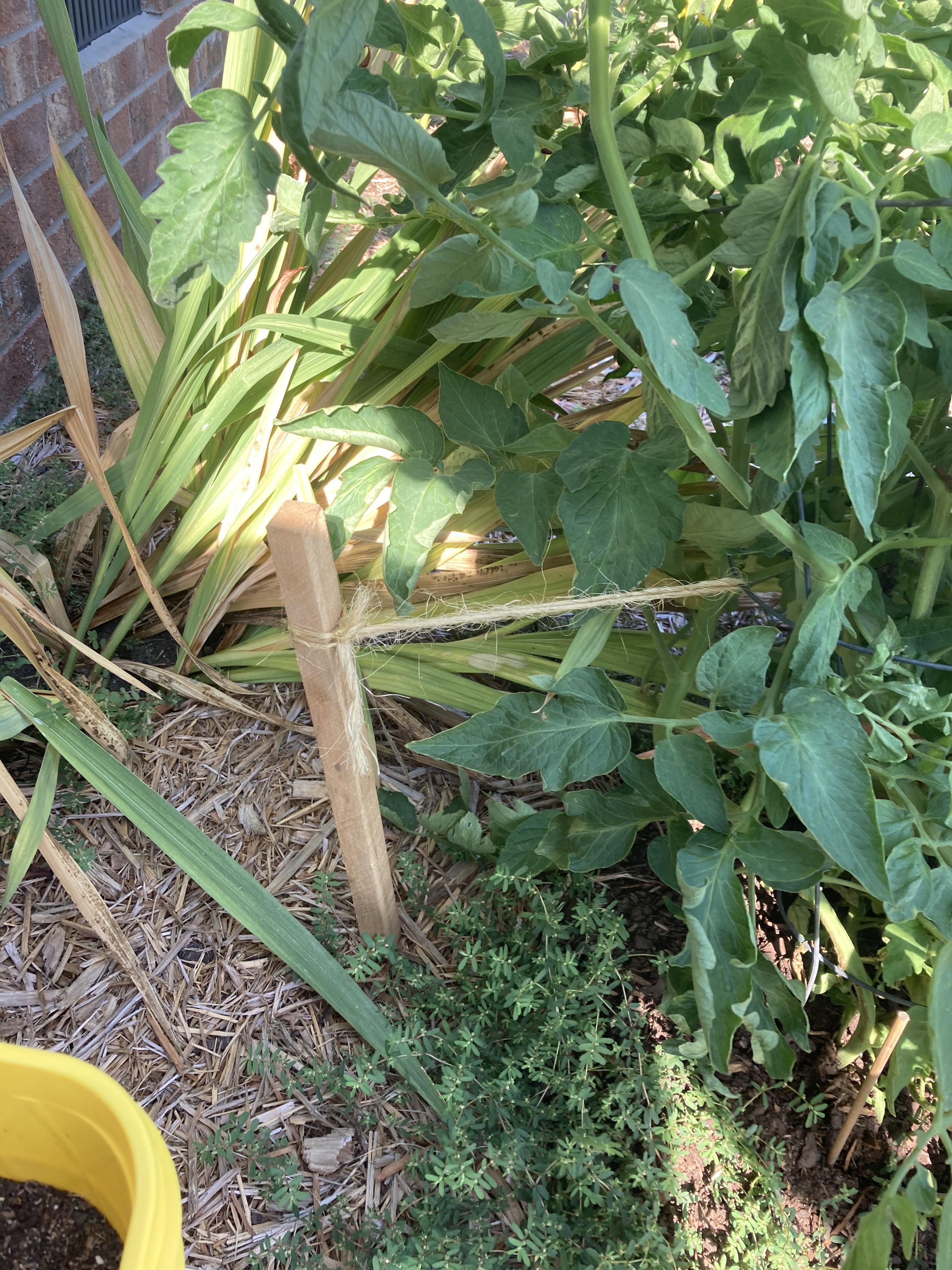 Cheap tomato cages = r/gardening