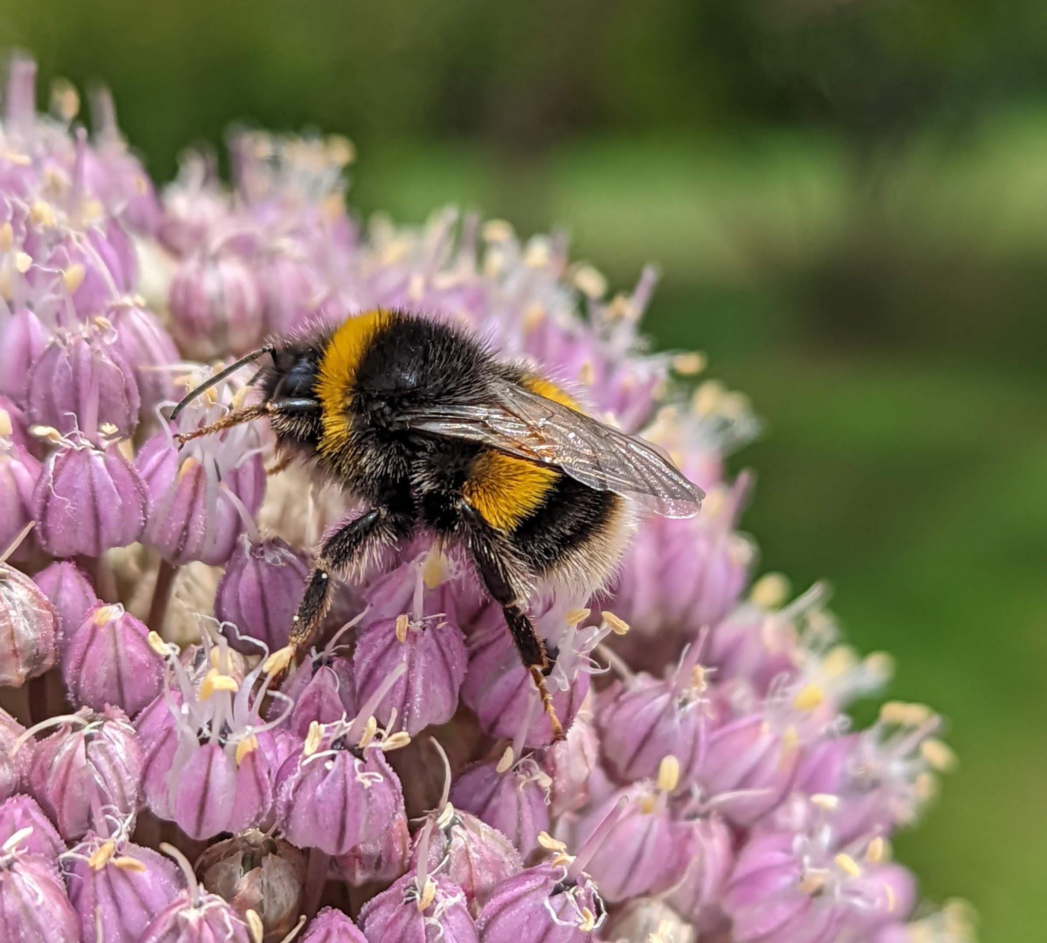 Bumble bee on an Elephant Garlic flower, NW Tasmania, Australia. r