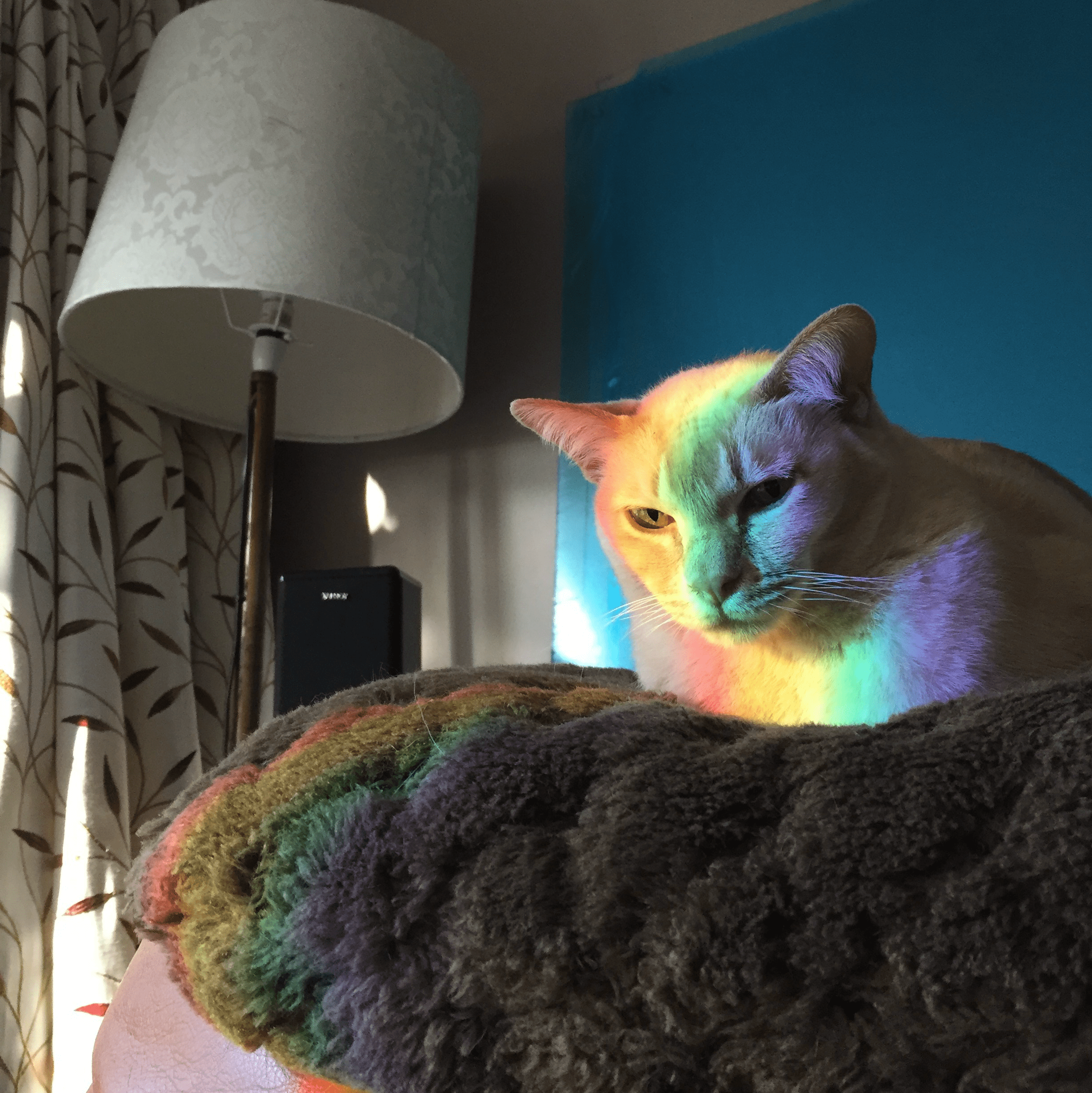 524 best Laser Cat images on Pholder Laser Eyed Cats, Cats and Pics