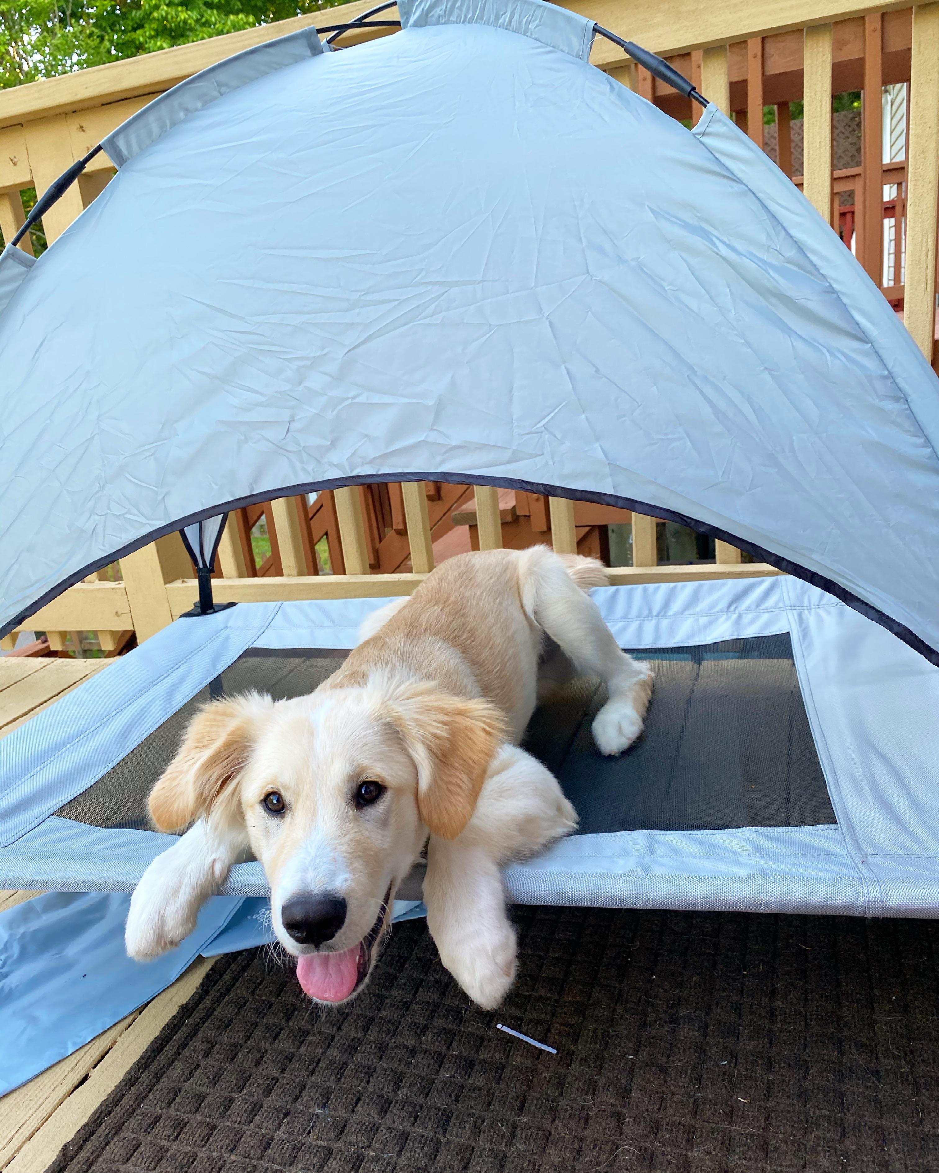 Does Costco have an app or a map for where stuff is? Costco