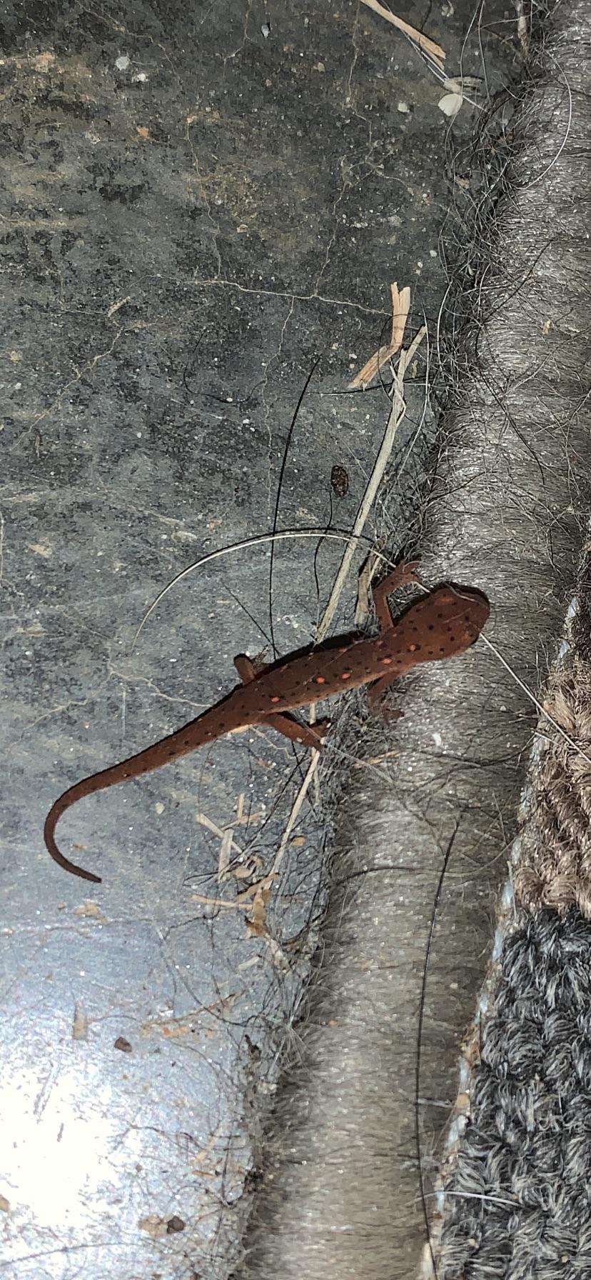 What is this weird lizard and is it harmful to cats/dogs? Found in