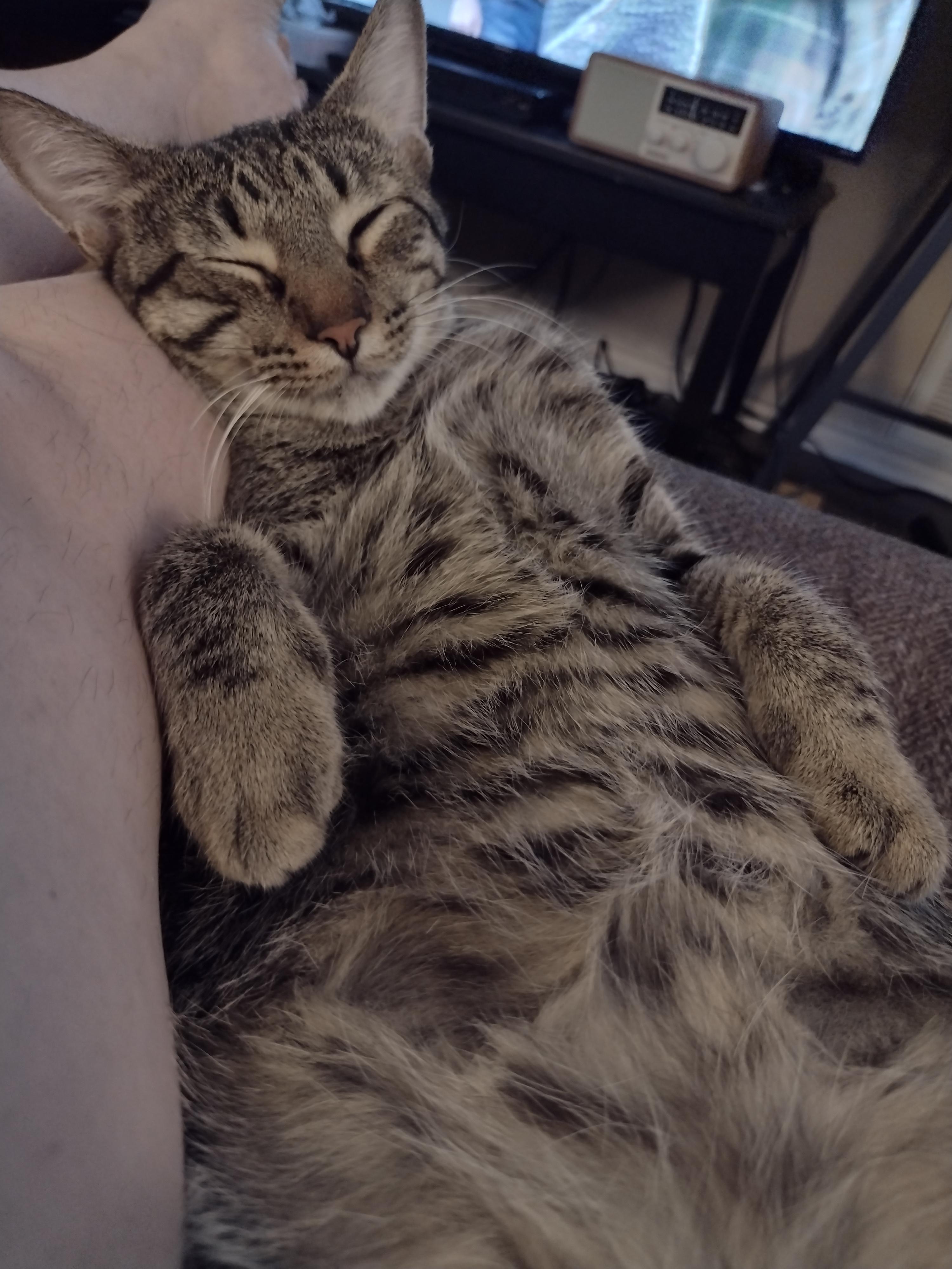 Does anyone have a cat that goes crazy over the weighted blanket beads