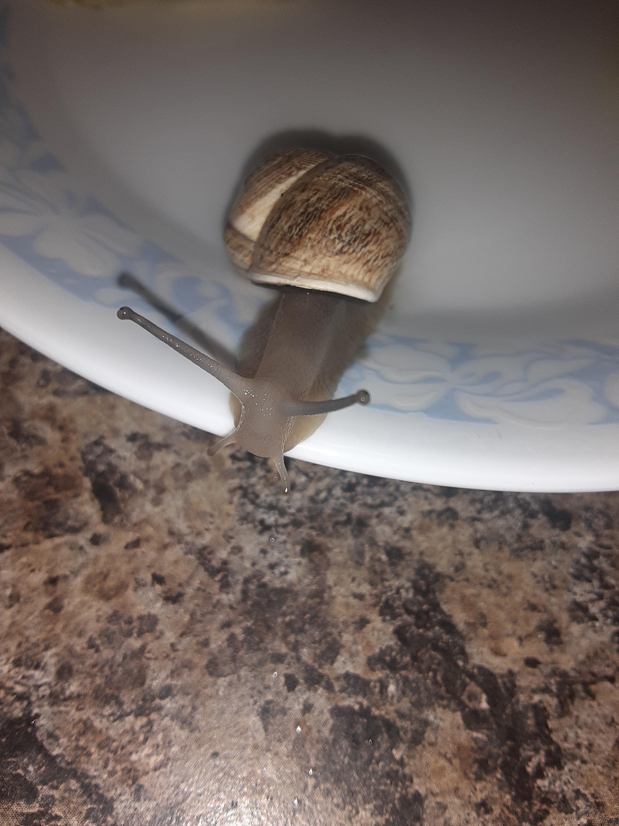 My new milk snail, i need a name. preferably gender neutral as they are