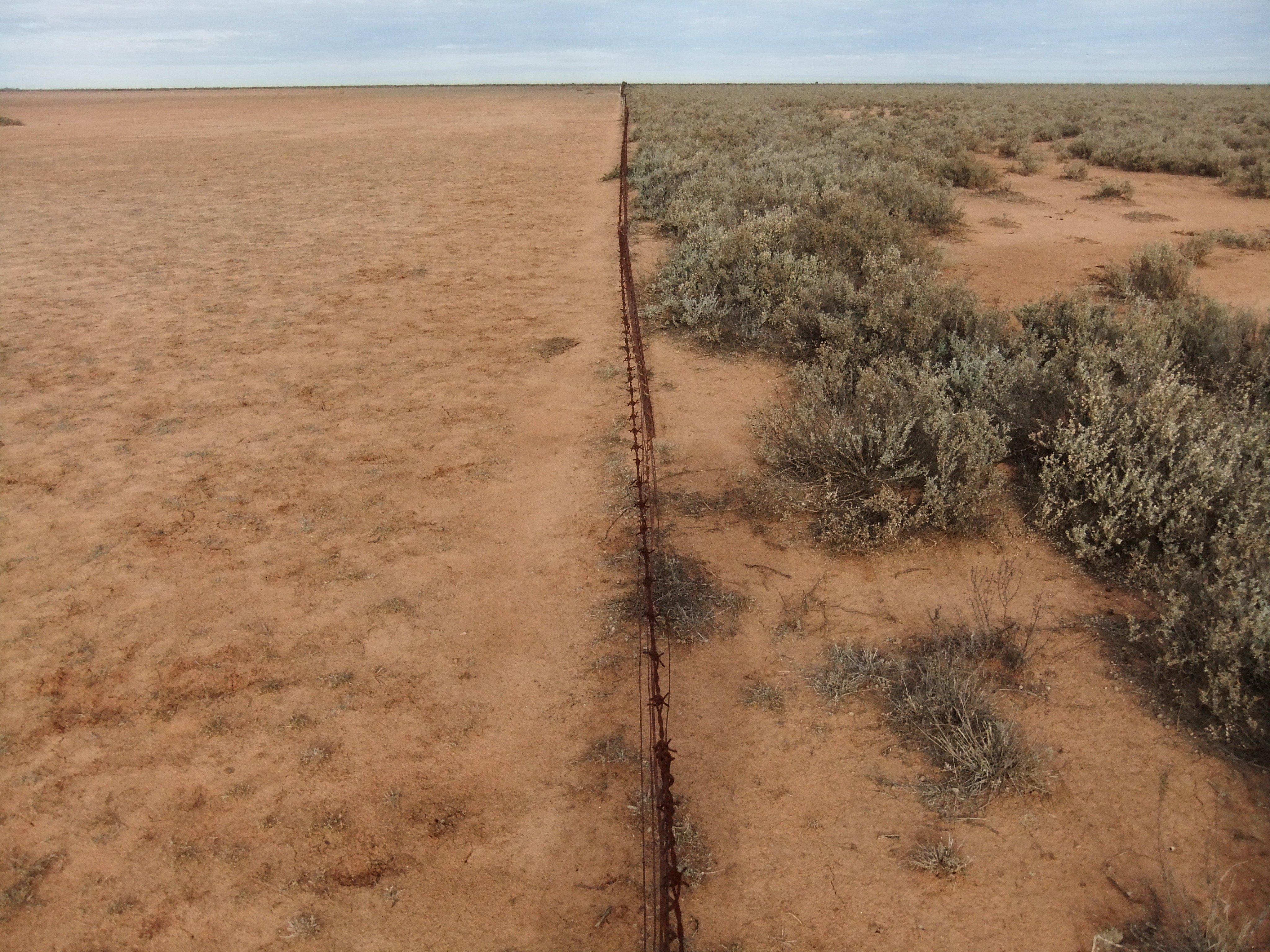 An early photograph of Western Australia's rabbitproof