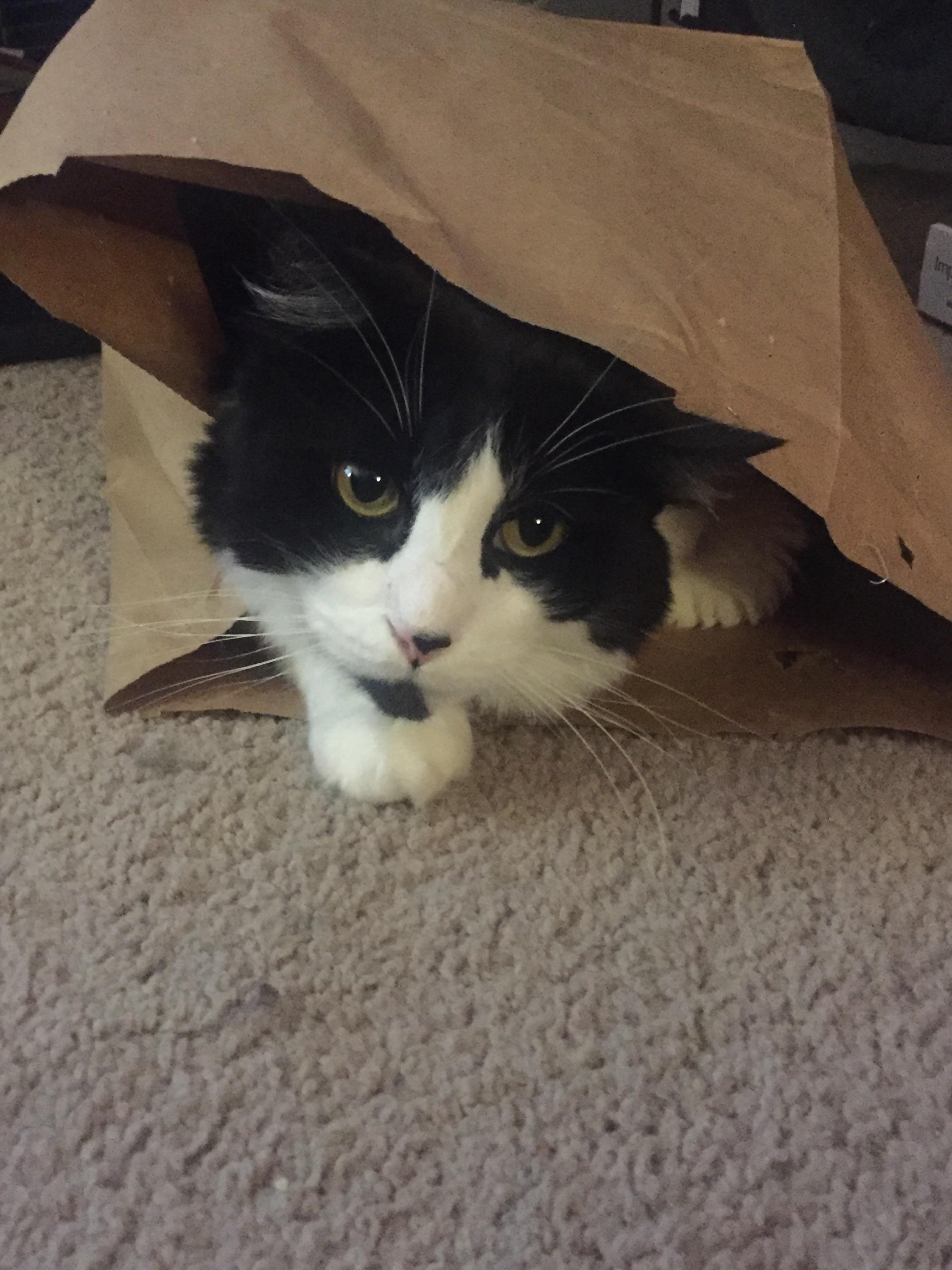 The cats in the bag. r/TheCatTrapIsWorking
