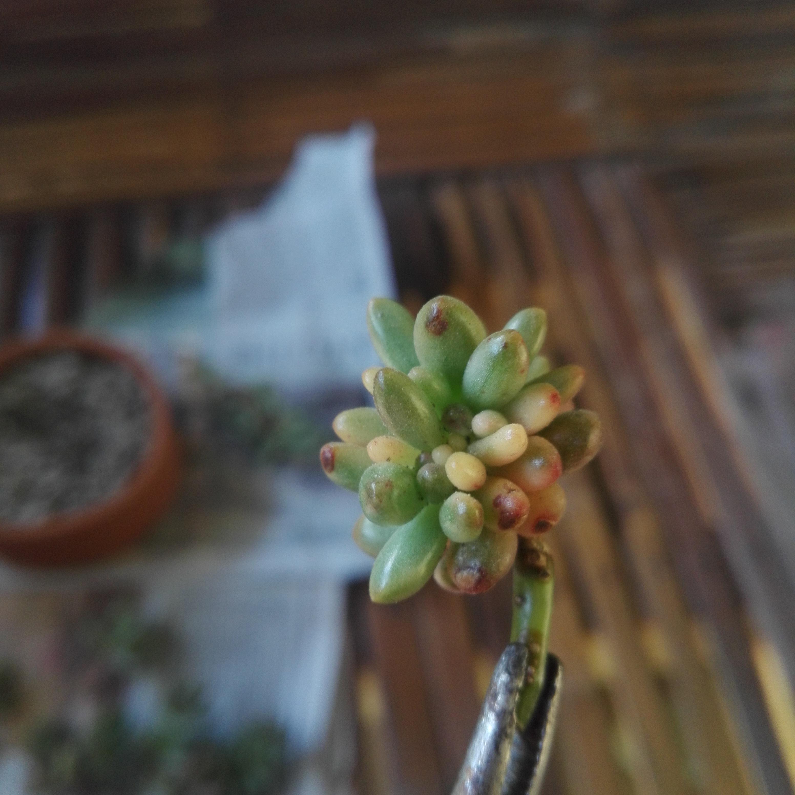 Deadheading my sedum and I found this weird growth on a tiny spot. Is