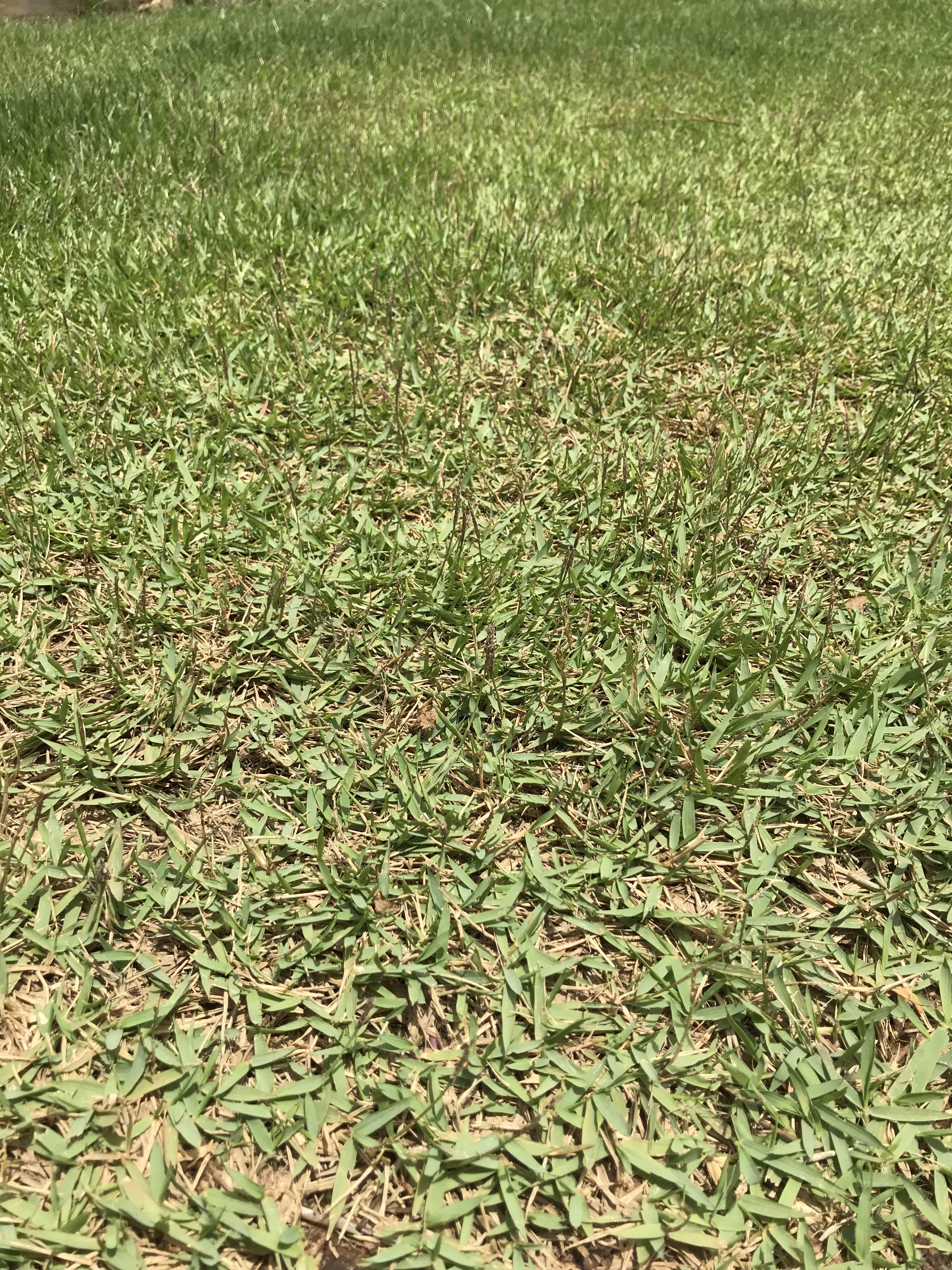 Can someone help me identify this grass? In Alabama, south east US r