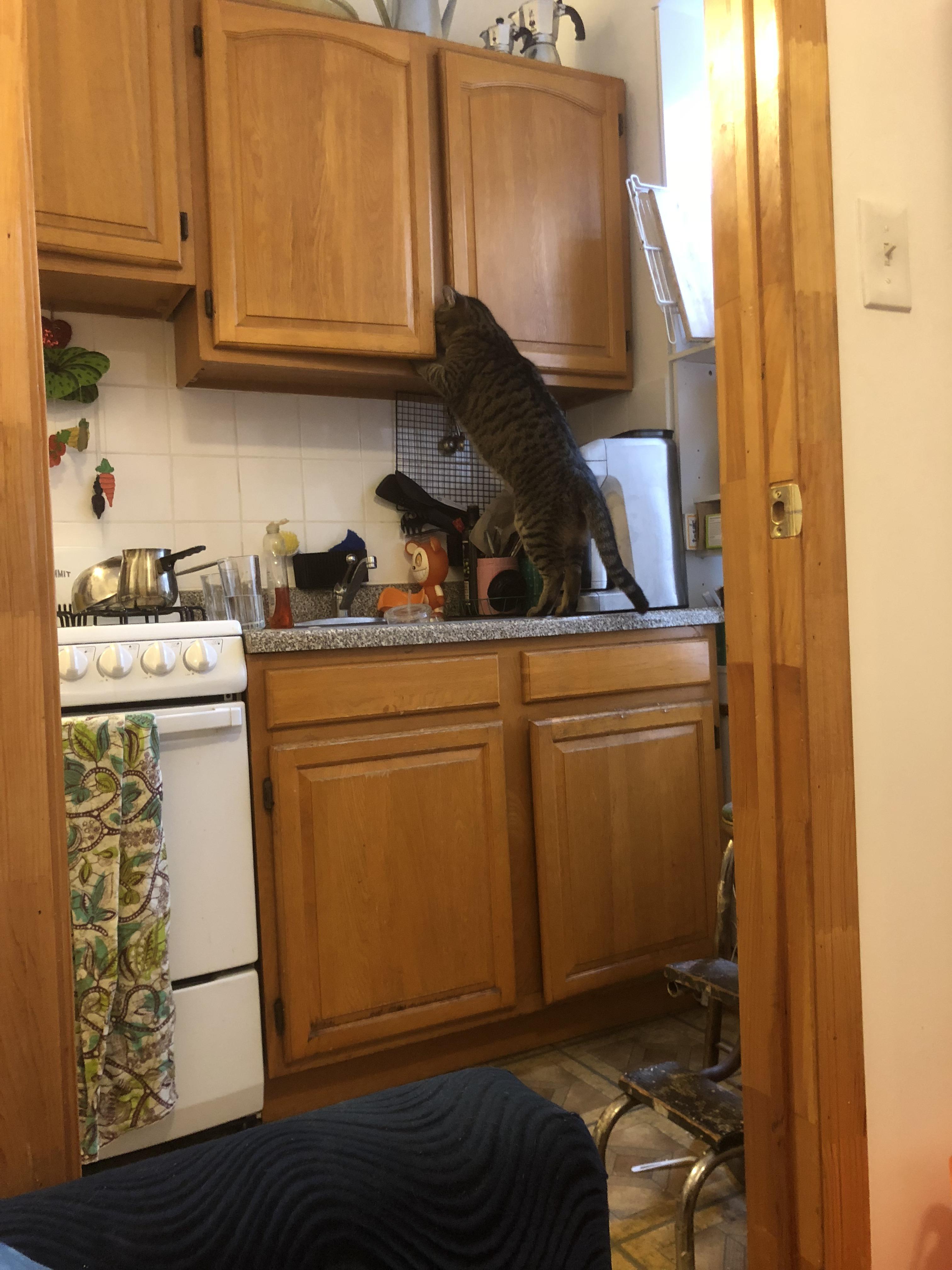 Caught him trying to steal his treats r/cats
