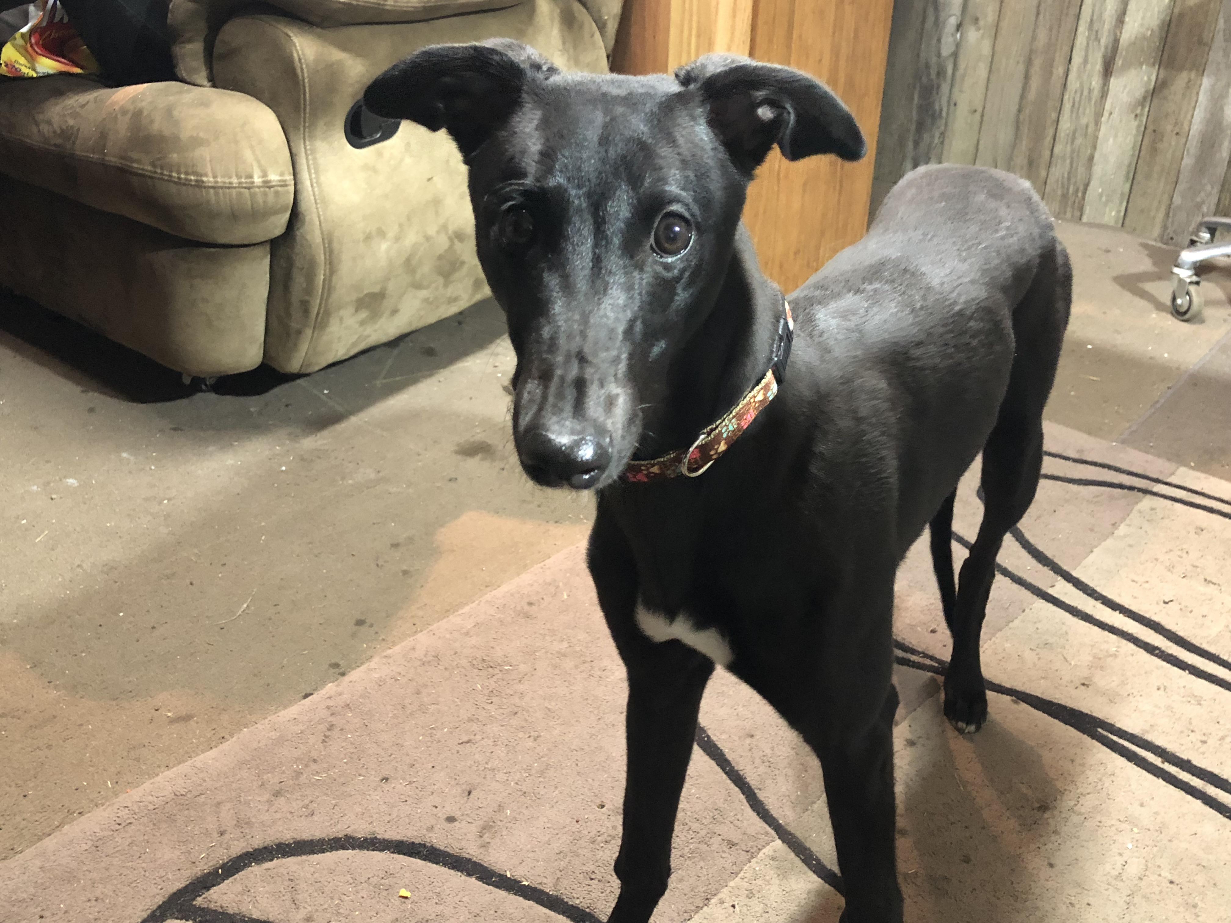 So hard to get a front on picture of a noodle horse. Can’t wait for her