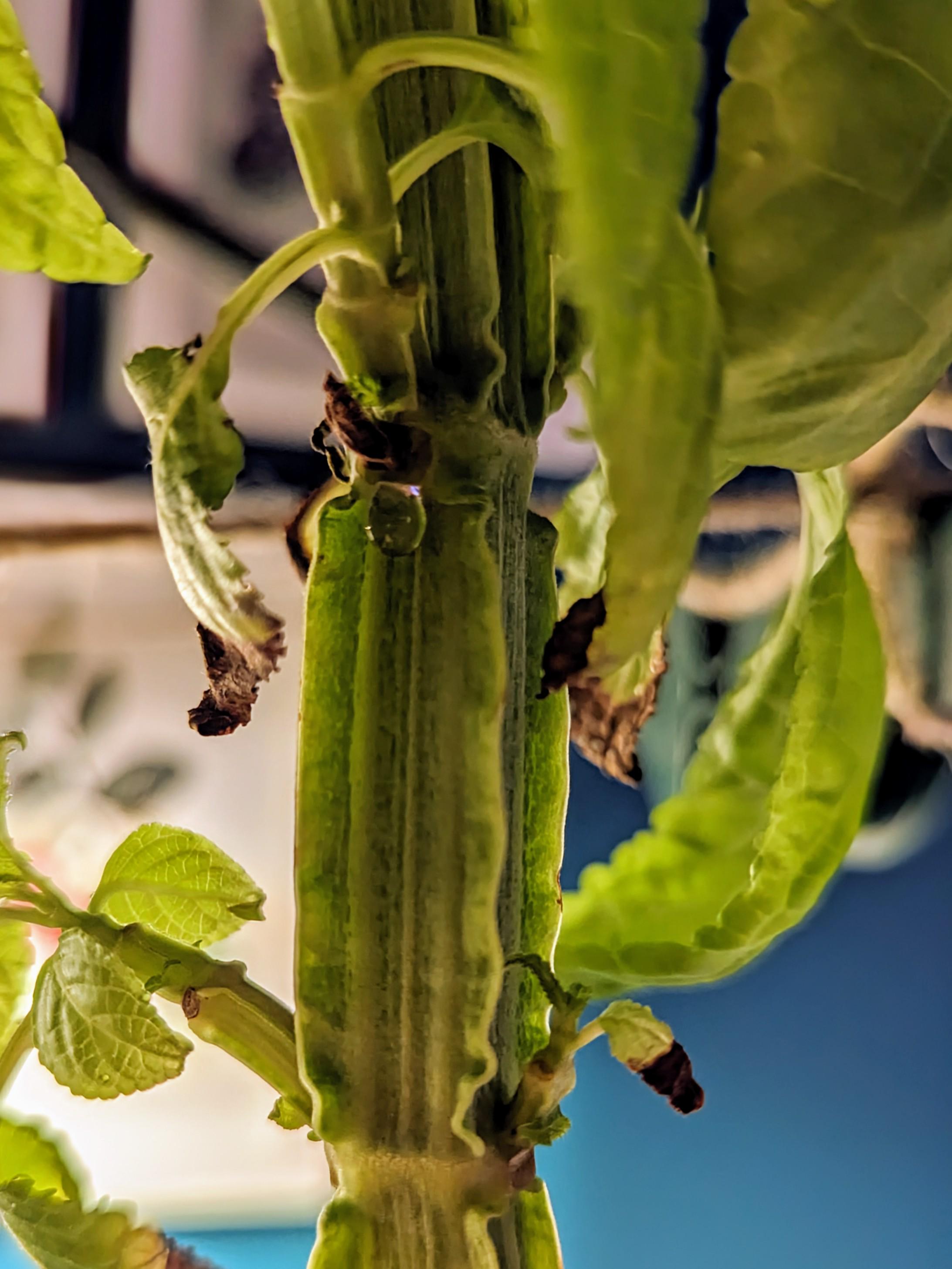 Why is my plant leaking? r/SalviaDivinorumPlants