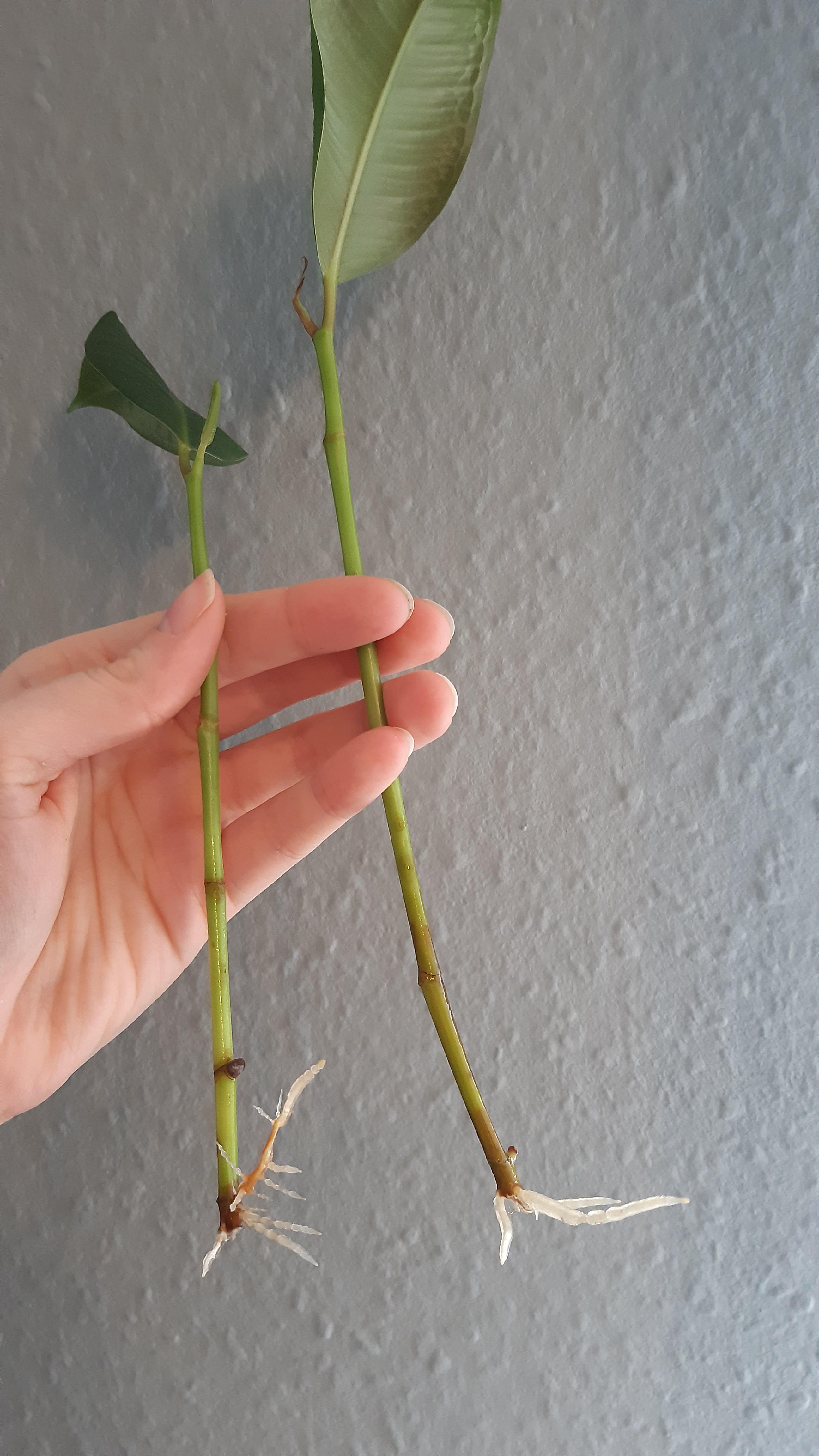 16+ Rubber Plant Cutting FerelithMckayla