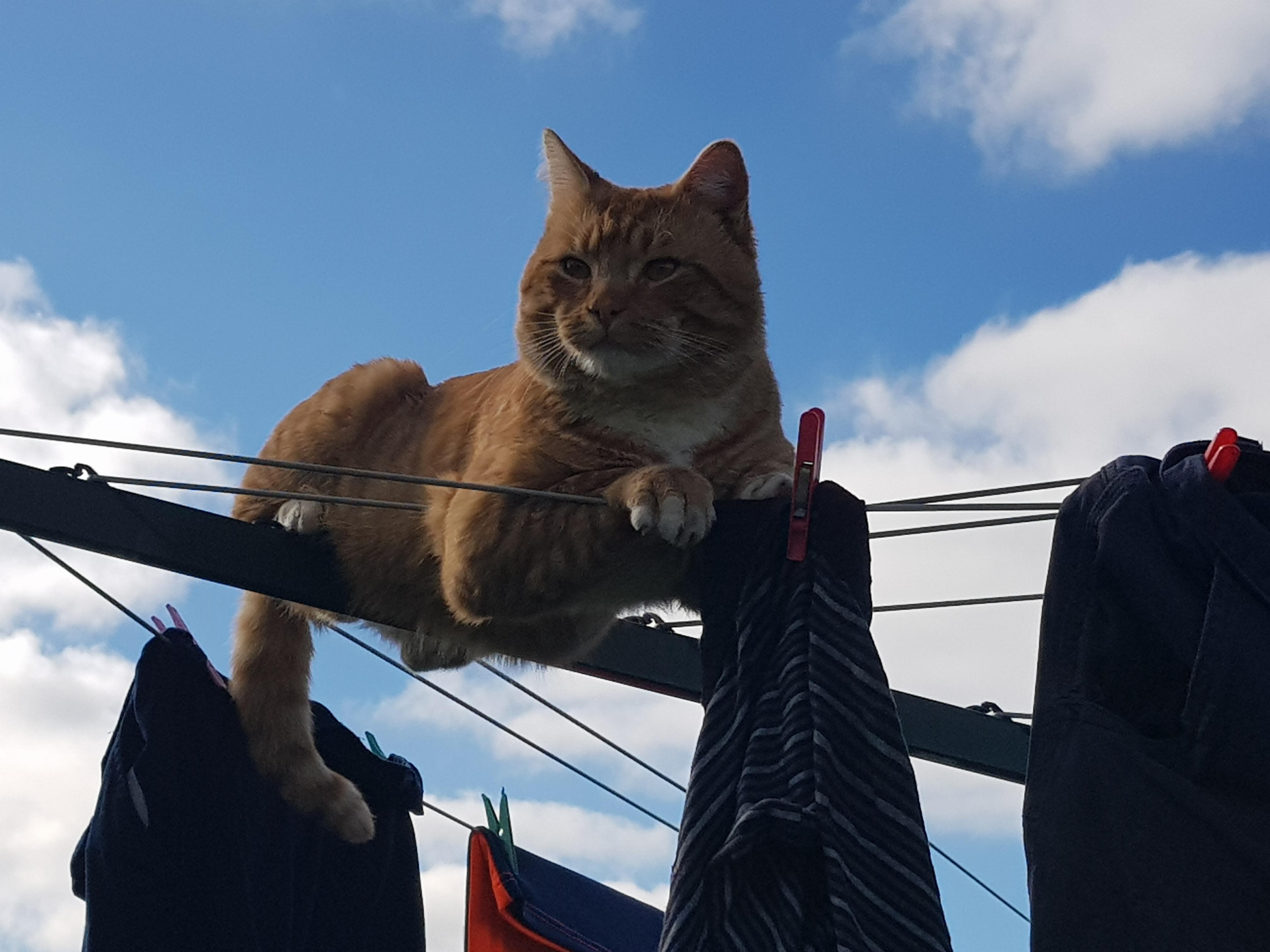 This is Hobbes sitting on a clothesline. He looks very majestic, don't you think? r/cats